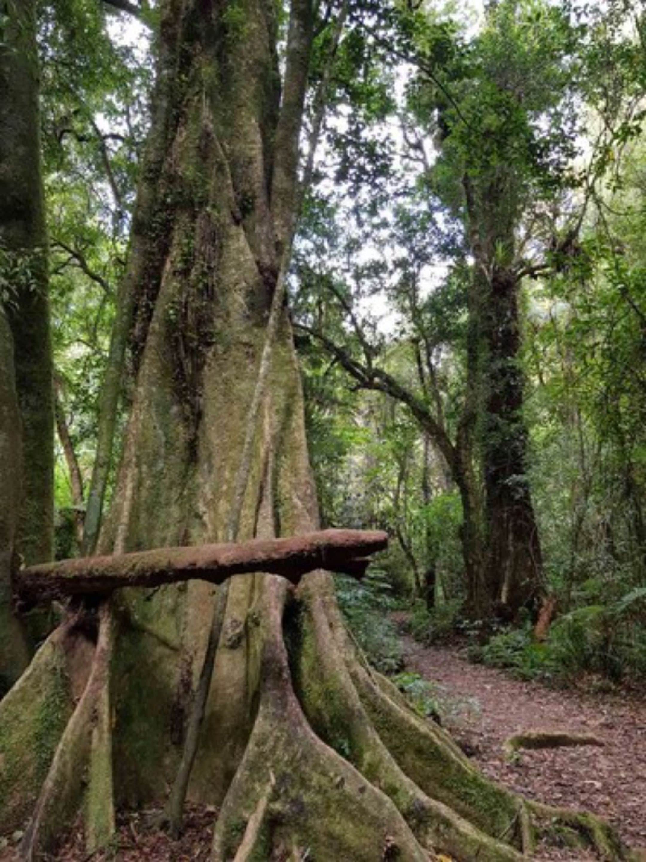 Un bosque con árboles altos y un tronco caído.