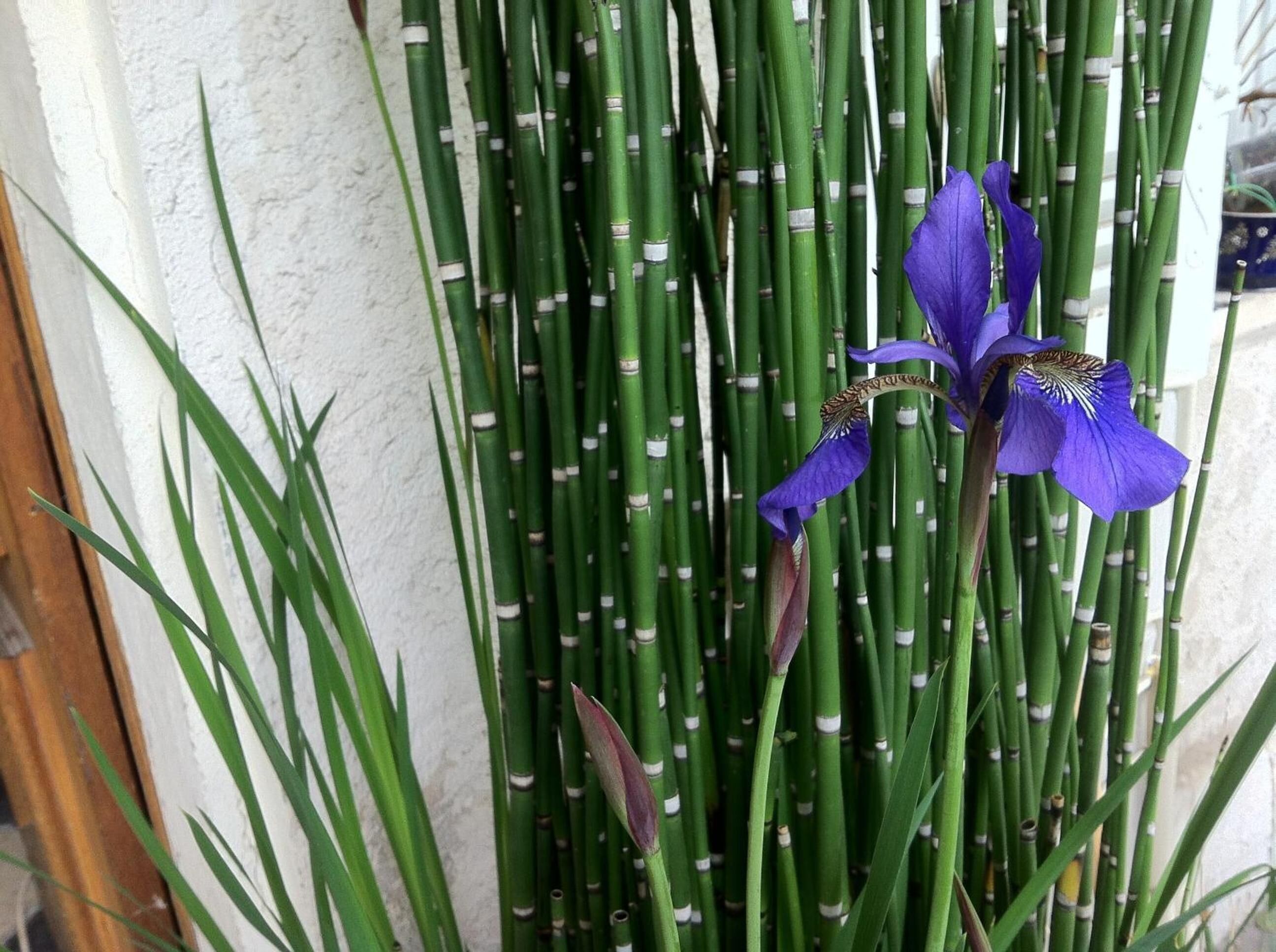 Foto - La Porte Rouge - The Red Door Inn