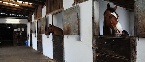 A stable with wooden stalls and a horse visible in one stall.