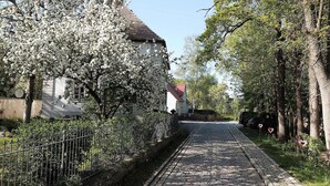 Une rue pavée bordée d’arbres en fleurs et de bâtiments traditionnels.