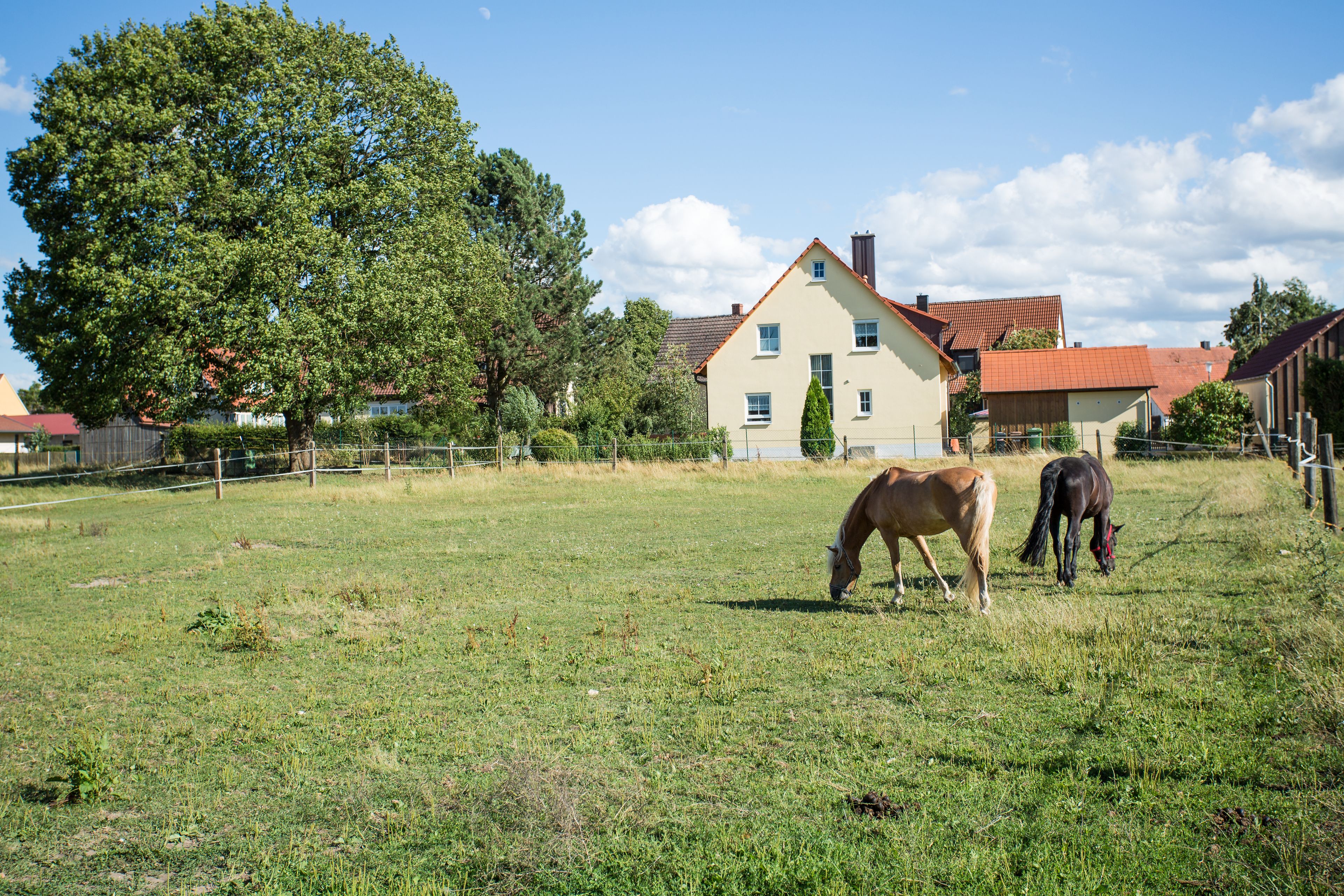 A grassy field with two horses grazing, a large tree, and a house with a red roof in the background.