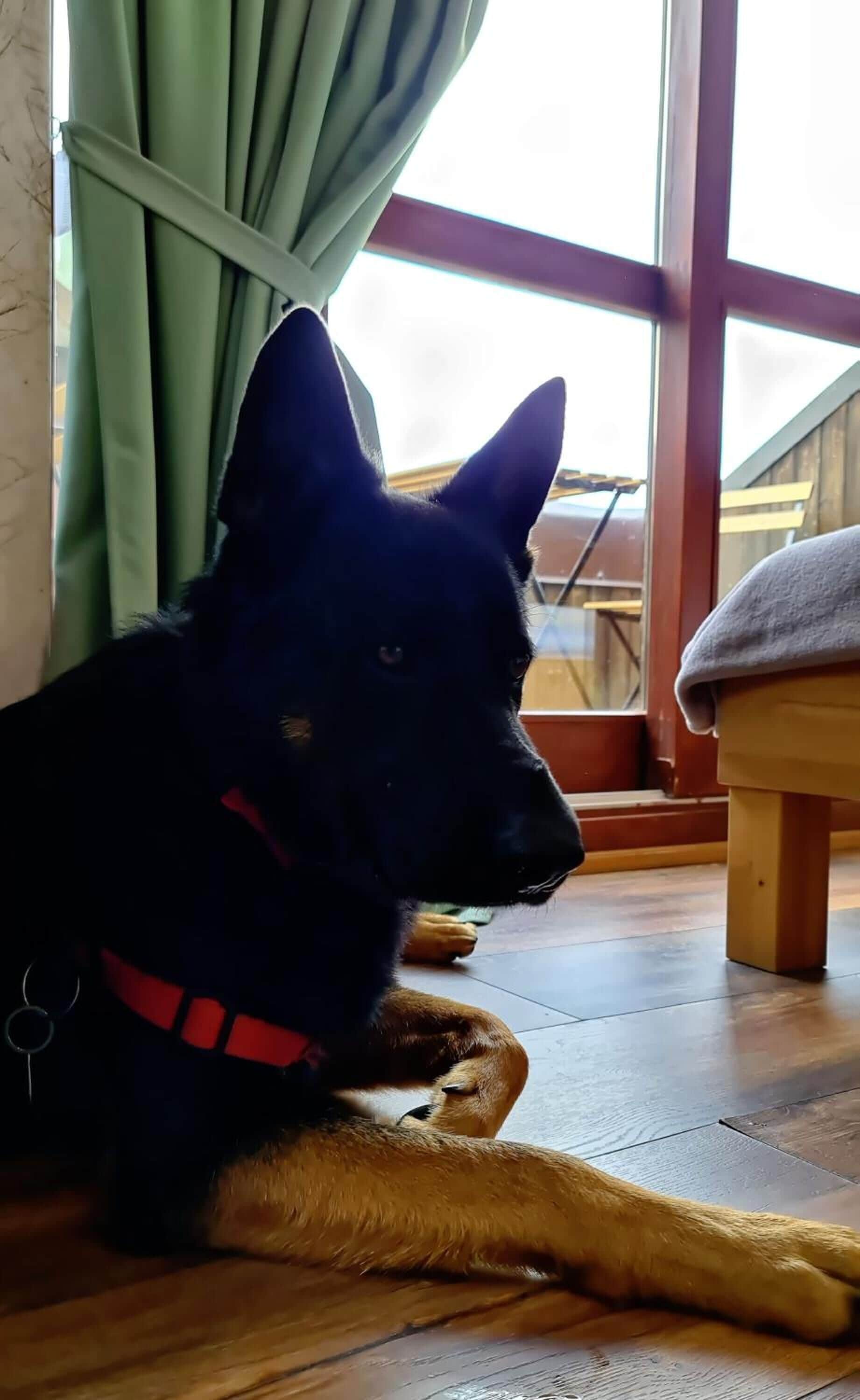 Ein Hund liegt auf einem Holzboden in der Nähe eines Fensters mit Vorhängen.
