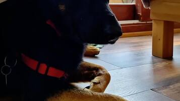 Ein Hund liegt auf einem Holzboden in der Nähe eines Fensters mit Vorhängen.