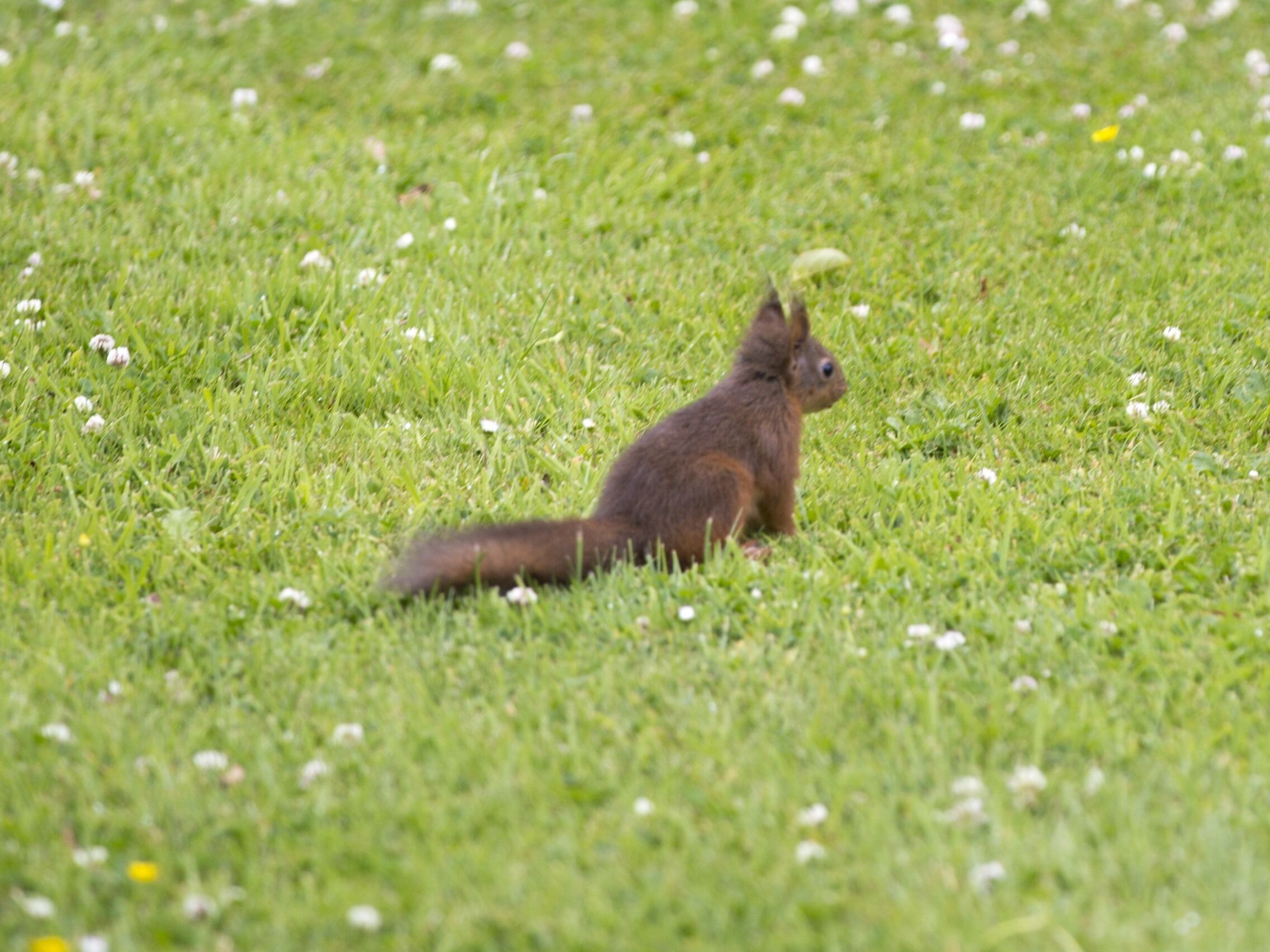 Ein Eichhörnchen sitzt auf einer Wiese mit vereinzelten weißen Blütenblumen.