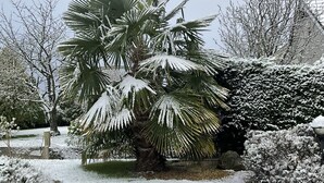 Un mur de pierre, un palmier et des arbustes couverts de neige.