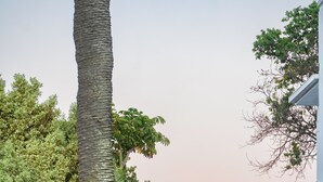Um jardim com uma fonte, palmeira e área de estar ao ar livre.