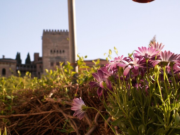 Un campo di fiori viola con un edificio storico sullo sfondo.