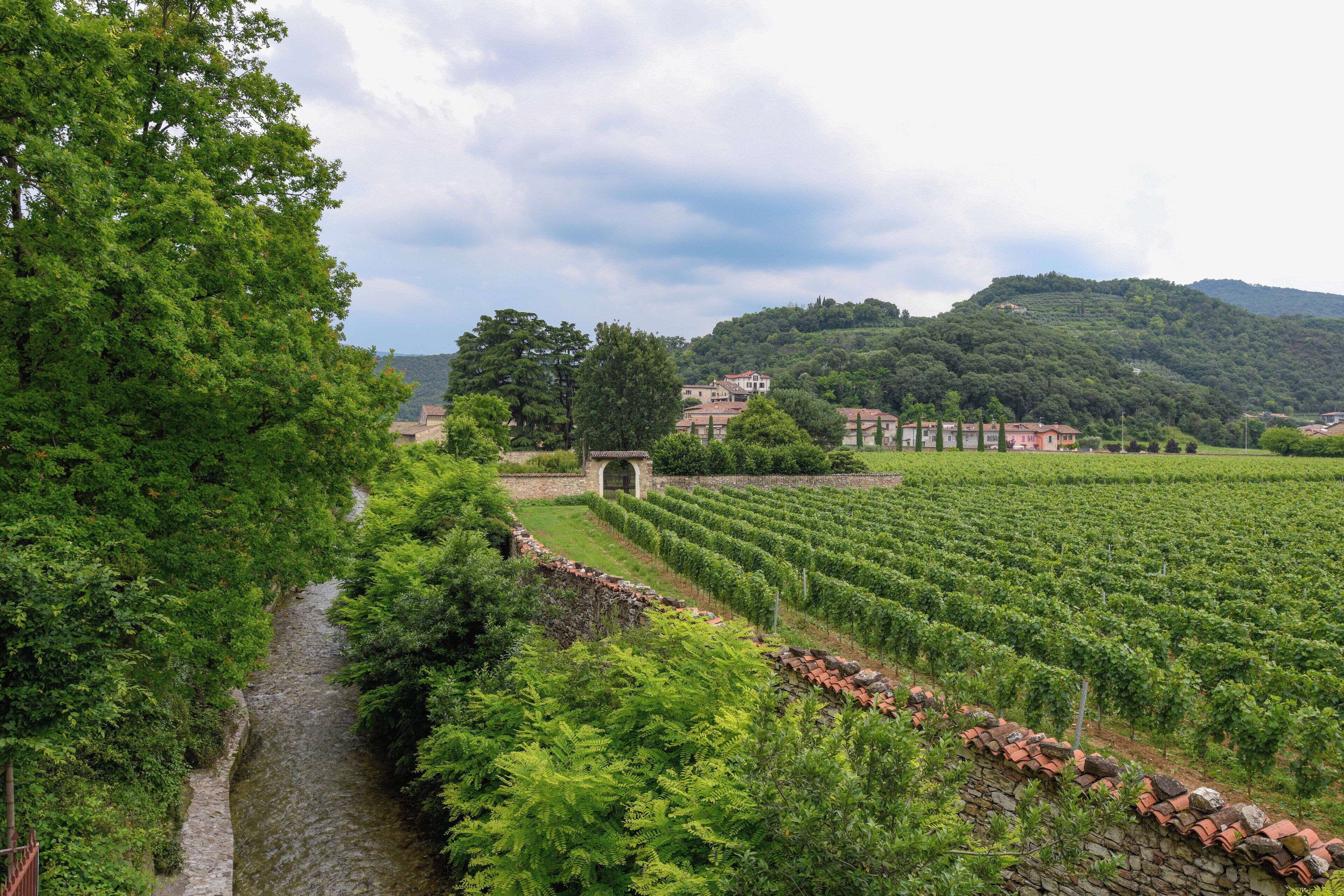 Un vignoble avec des rangées de vignes, un sentier en pierre et un petit bâtiment en arrière-plan.