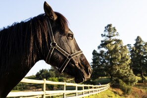 Exterior - First Group Midlands Saddle and Trout (Mooirivier)