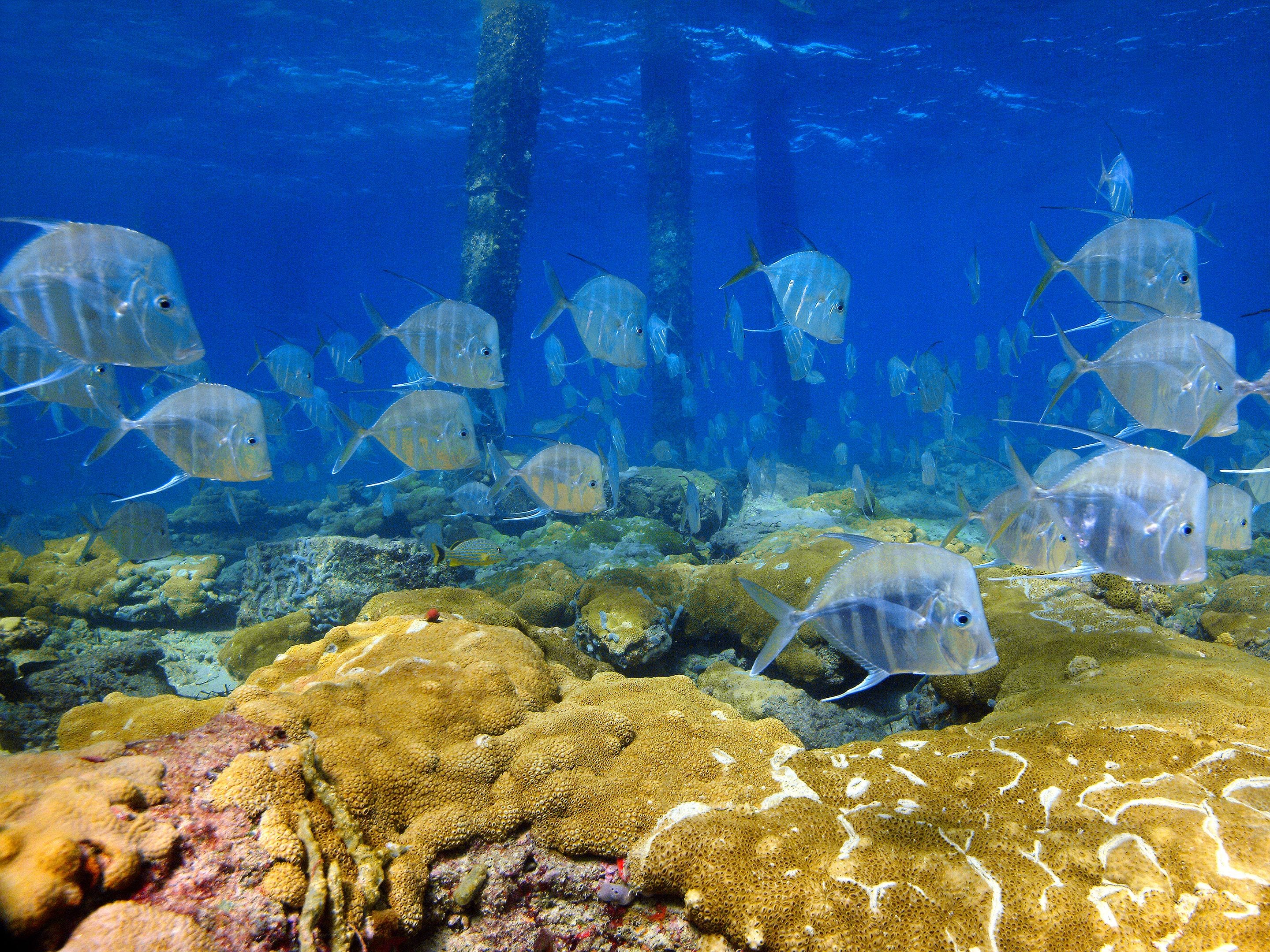 Escena submarina con un arrecife de coral y un grupo de peces nadando alrededor de una estructura sumergida.