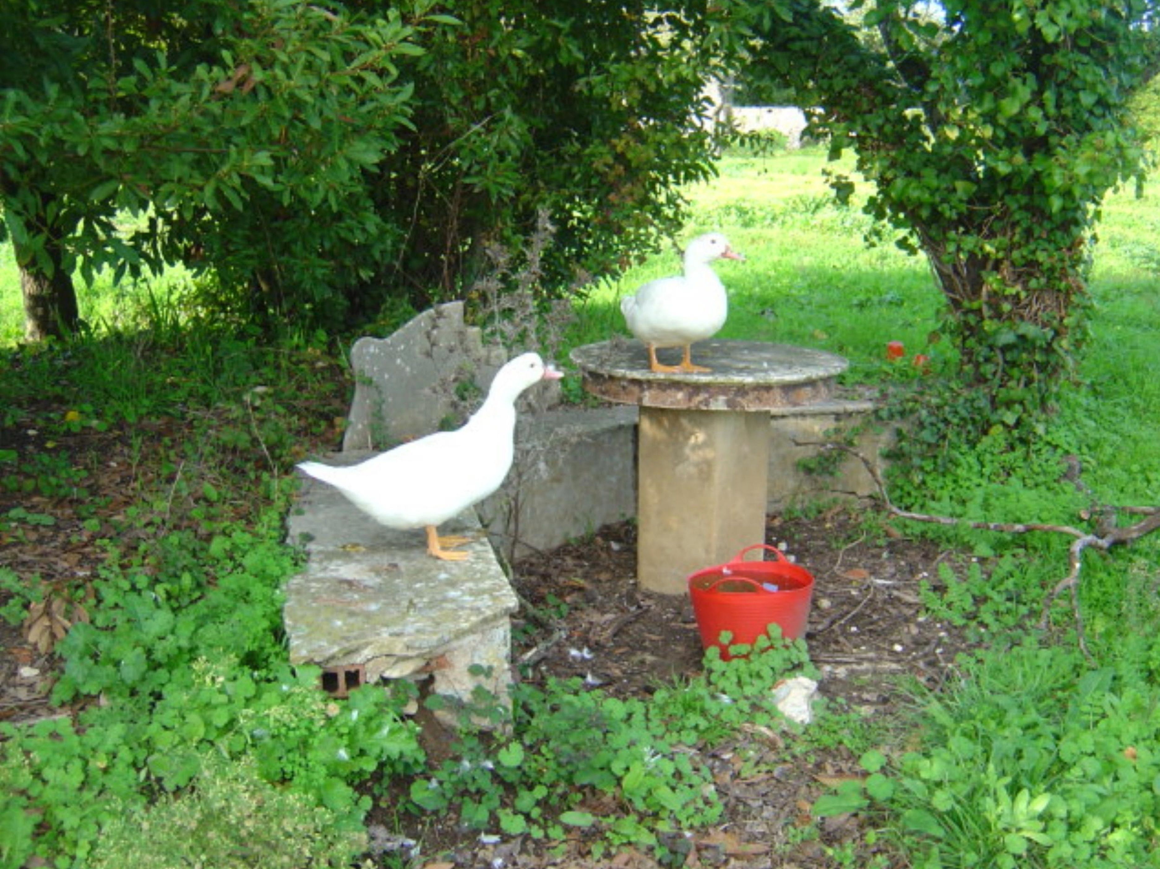 Foto - Quinta Do Scoto