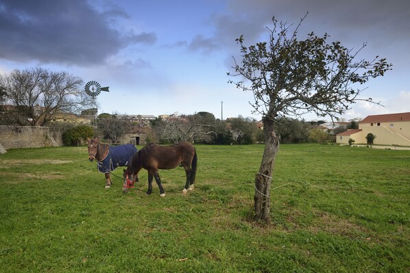 Un campo cubierto de hierba con un molino de viento y un caballo.