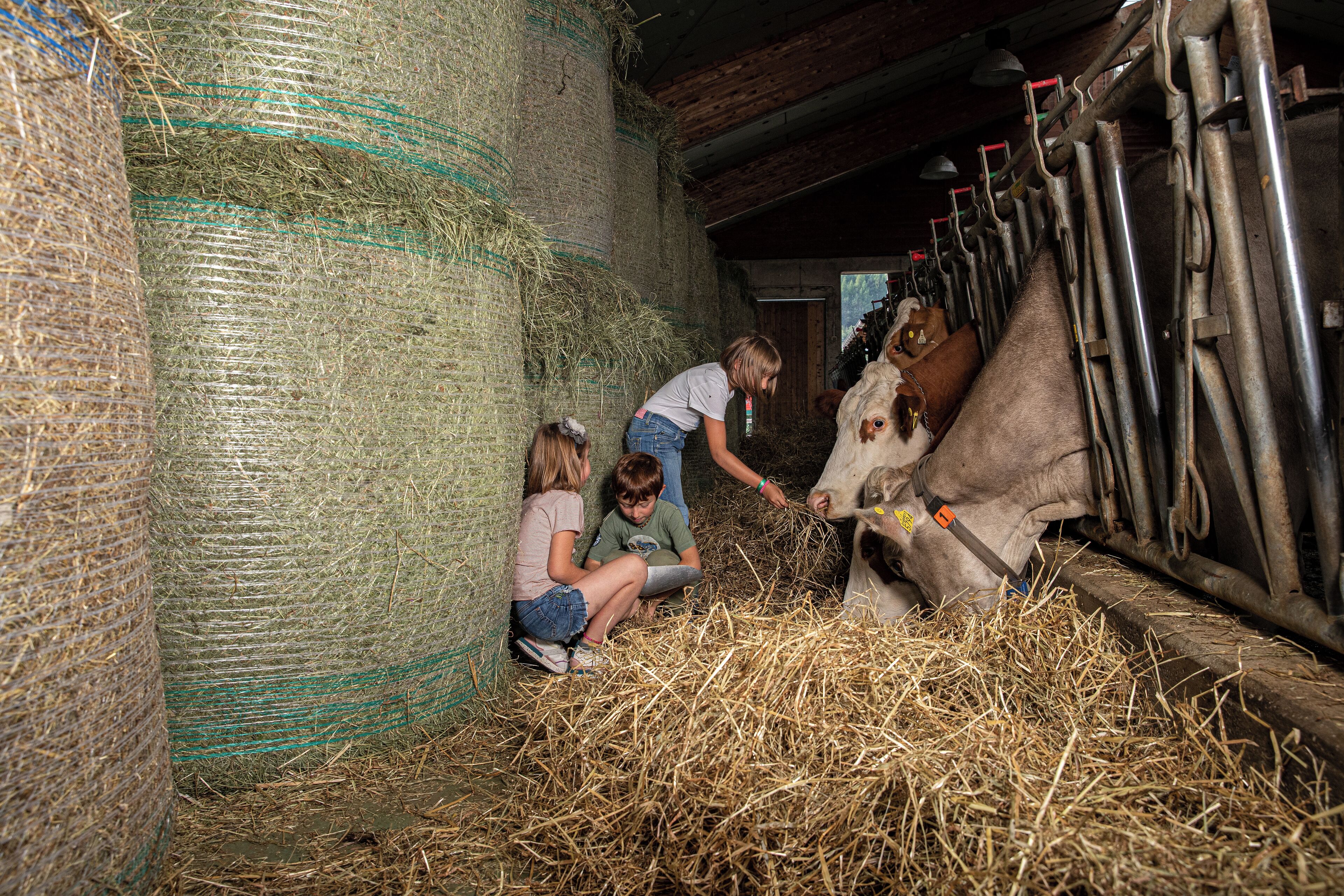 L’intérieur d’une grange avec des bottes de foin, une mangeoire et une vache.