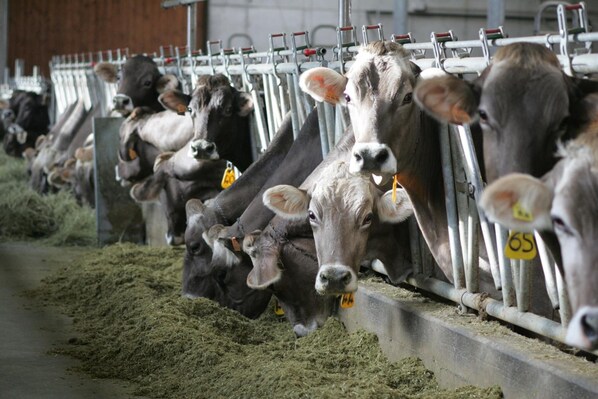 A row of cows in a feeding area with metal feeding stations.