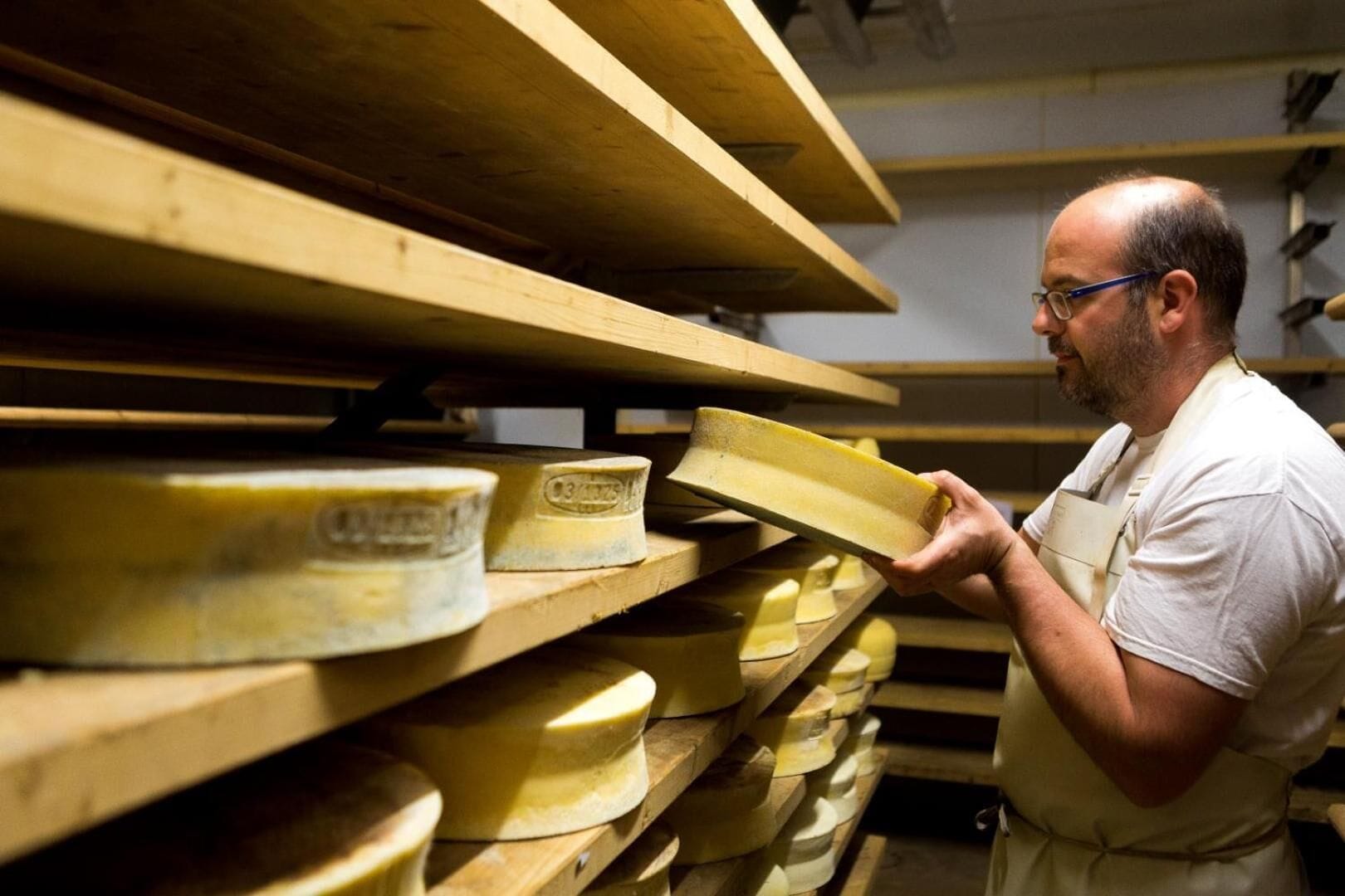 A person examining cheese wheels in a storage room with wooden shelves.