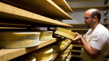 A person examining cheese wheels in a storage room with wooden shelves.
