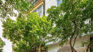 Entrada de hotel con un arco tradicional, una escalera que conduce a la entrada, y un árbol en primer plano.