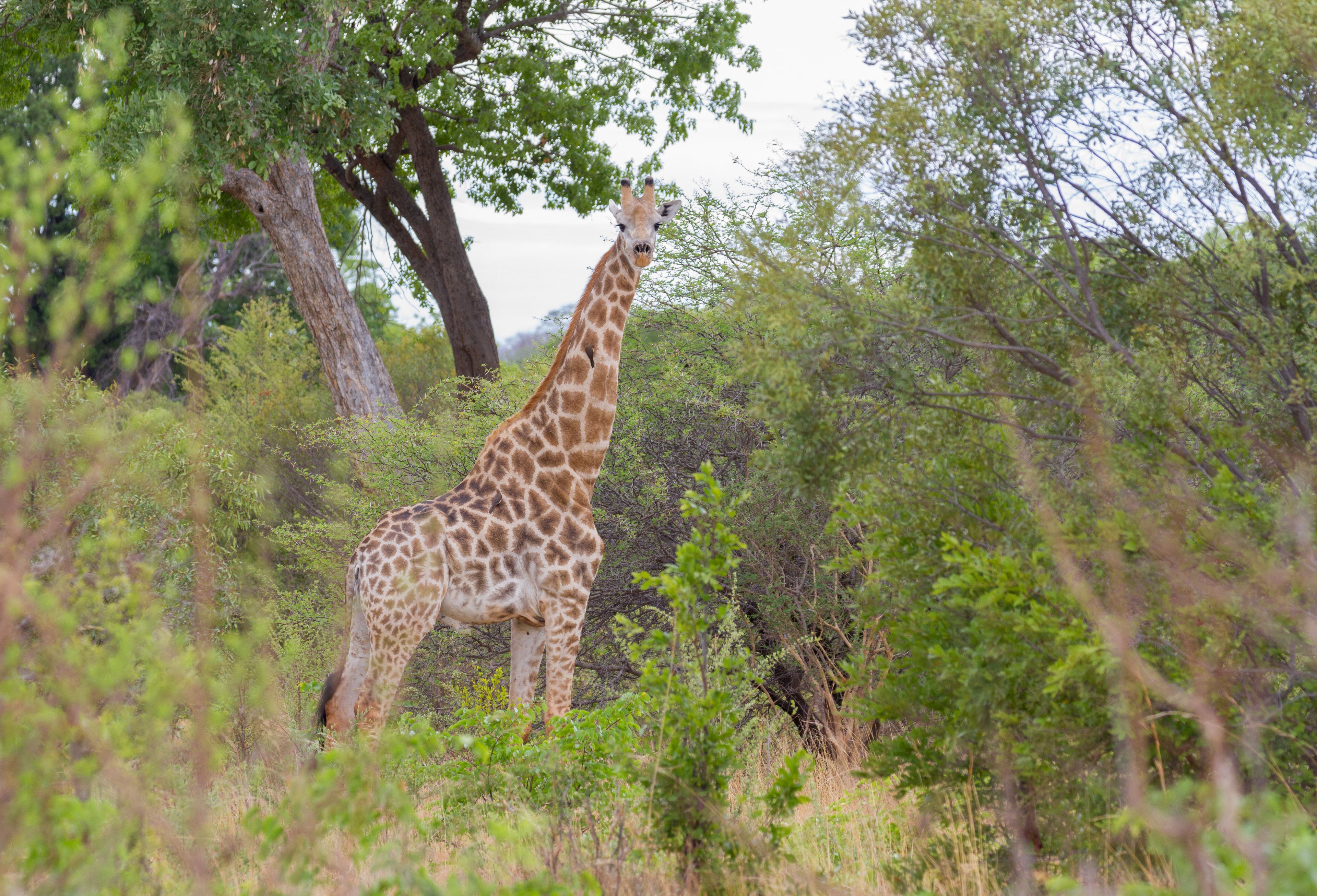 A giraffe standing in a natural setting with trees and vegetation.