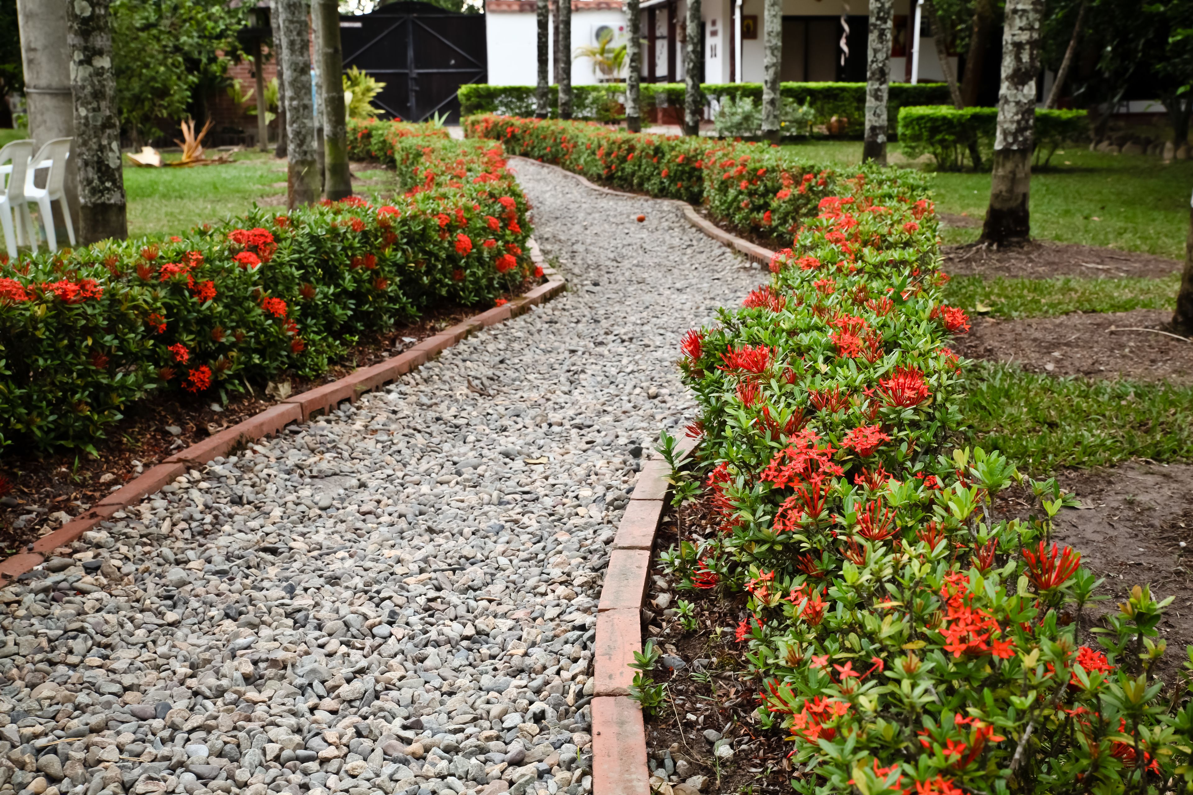 A gravel pathway flanked by red flowering plants, leading to a building with a white facade and a black gate.