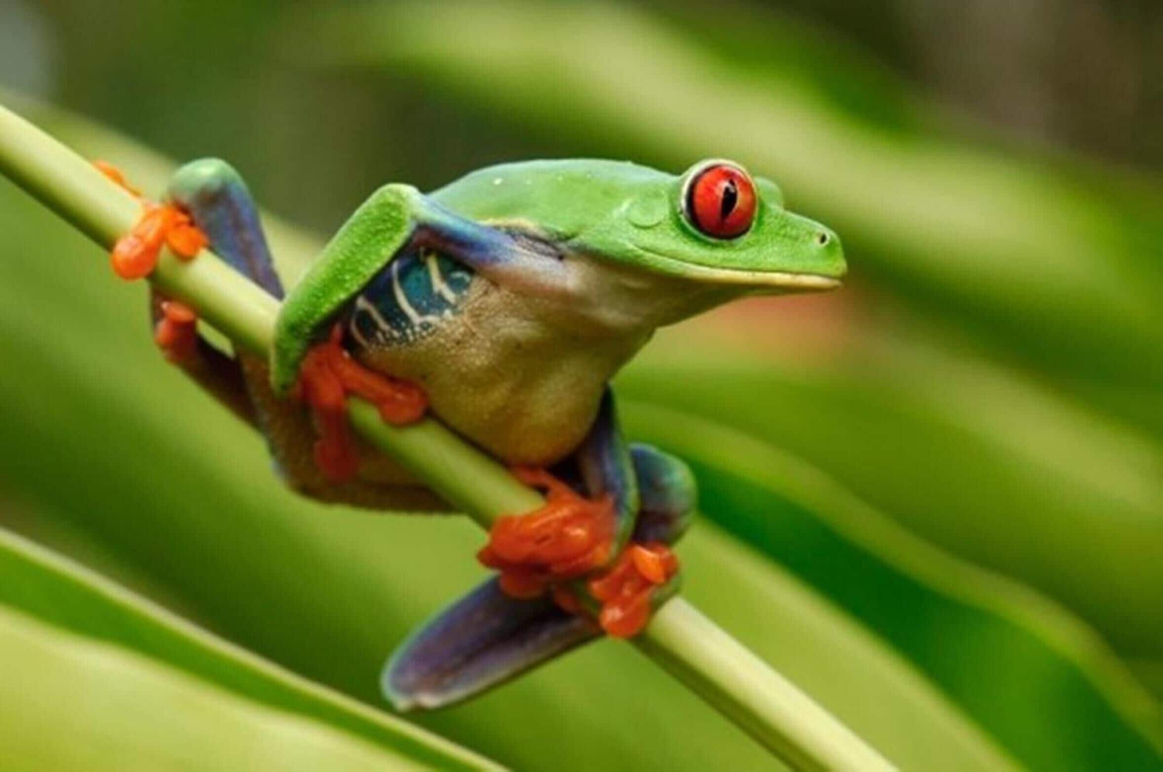 Une grenouille verte aux yeux rouges était perchée sur une branche d’une plante verte.