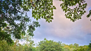 A resort with multiple wooden buildings, lush greenery, and a variety of plants and trees. - Selva Verde Lodge (Puerto Viejo)