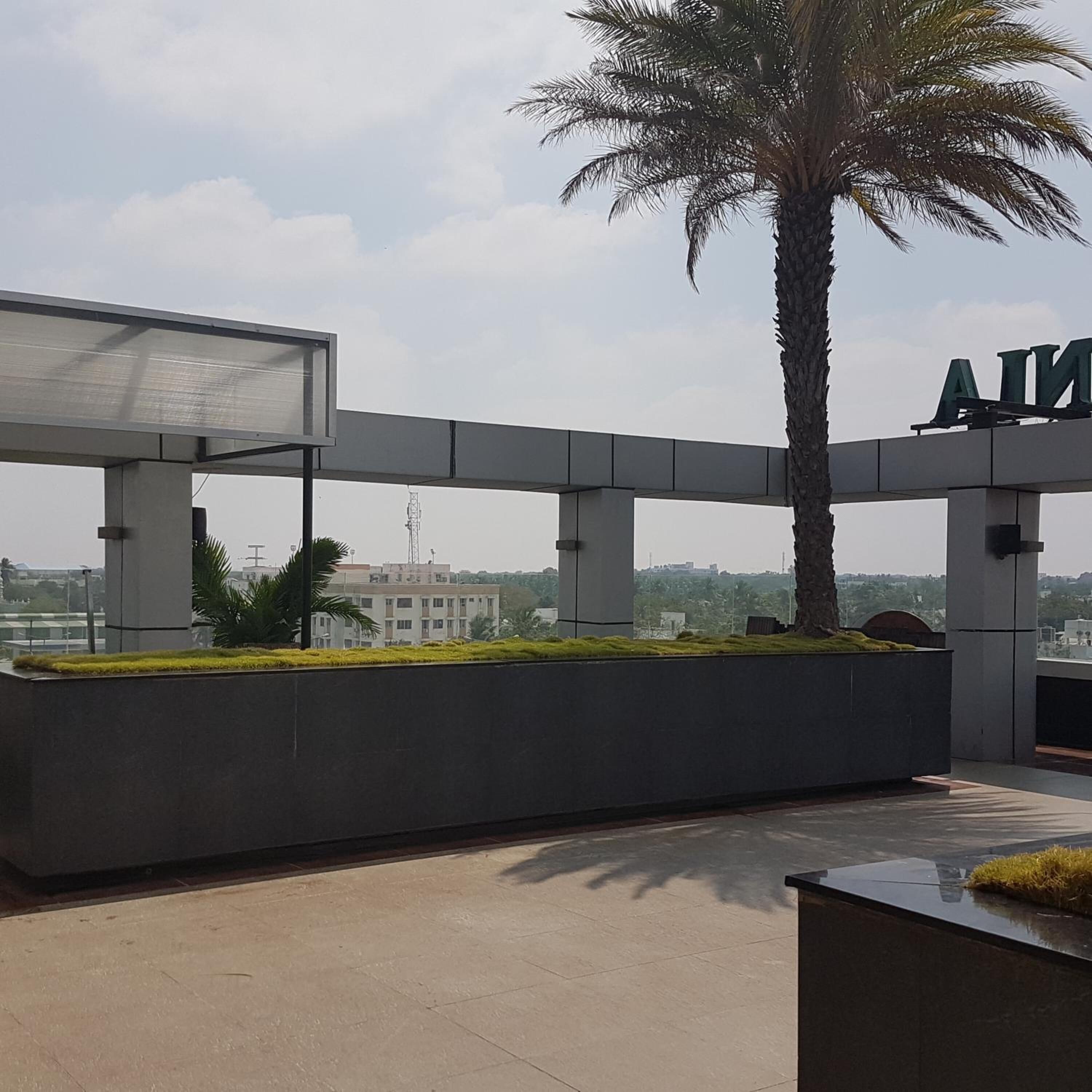 A rooftop terrace with a palm tree, a glass enclosure, and a view of buildings in the distance.