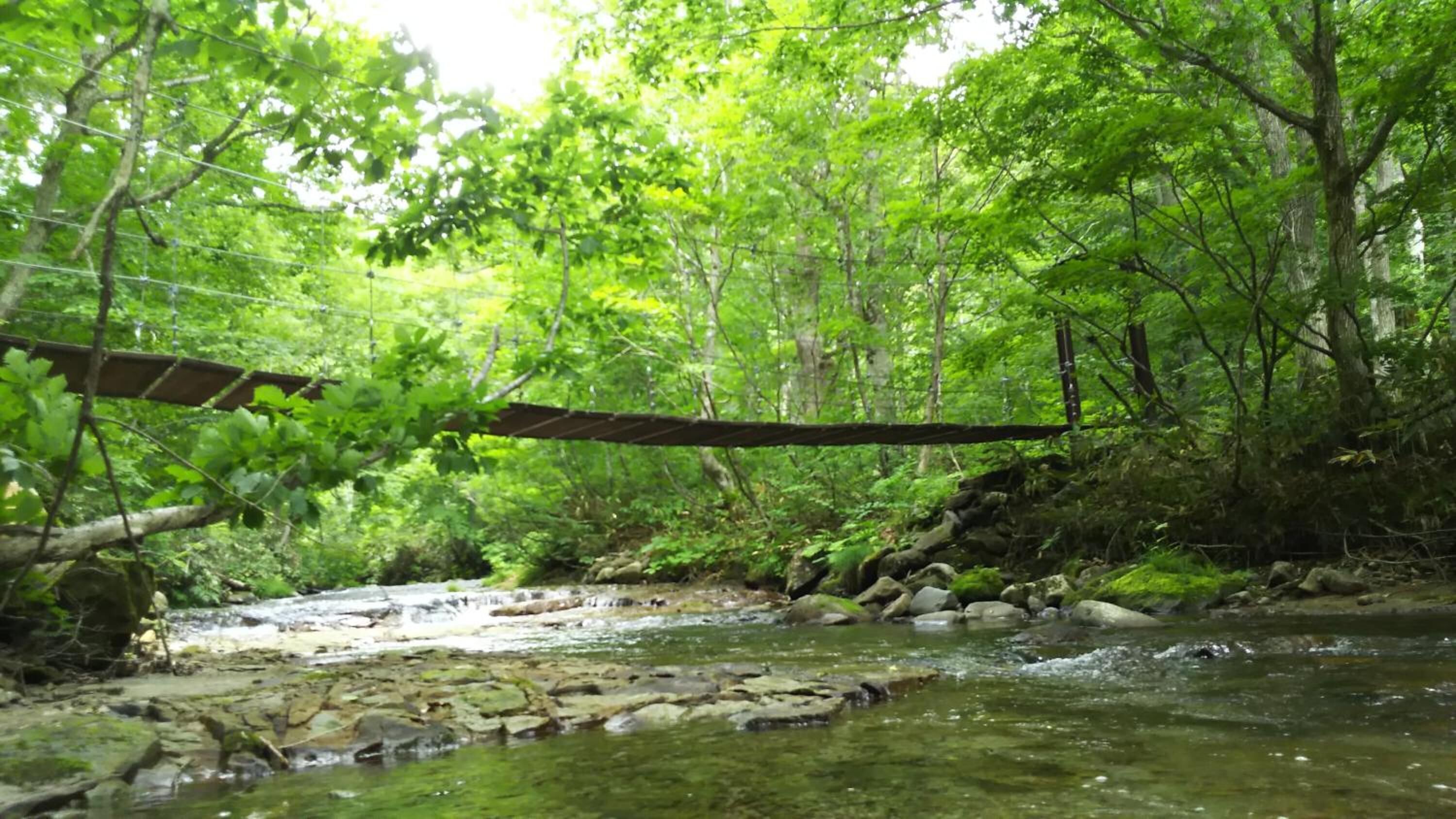 A natural landscape with a bridge over a stream surrounded by dense greenery.