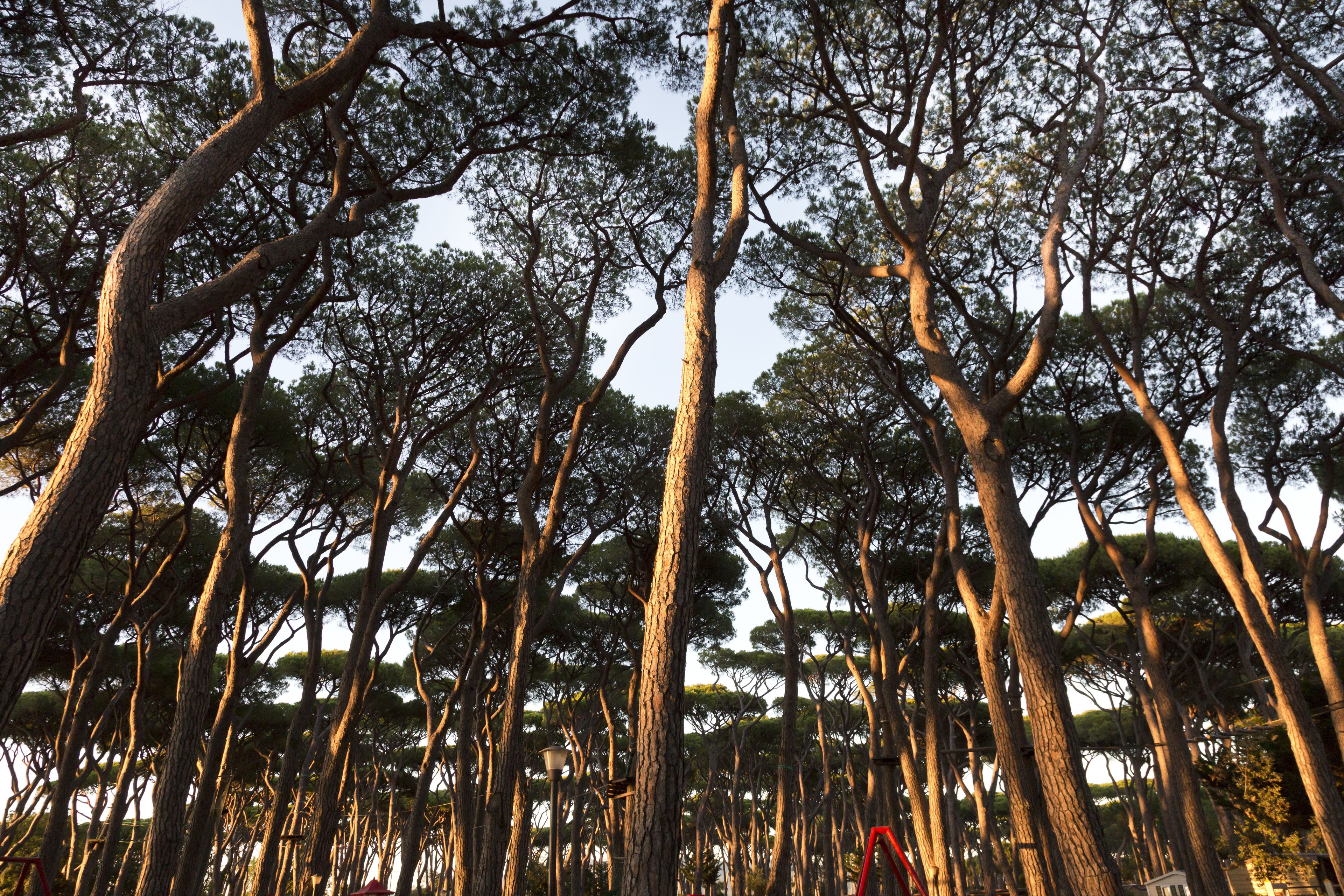 A dense forest of tall trees with a clear sky above.