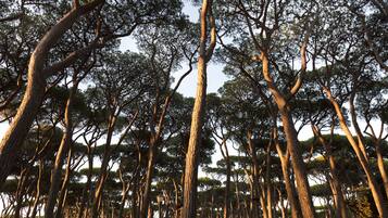 A dense forest of tall trees with a clear sky above.