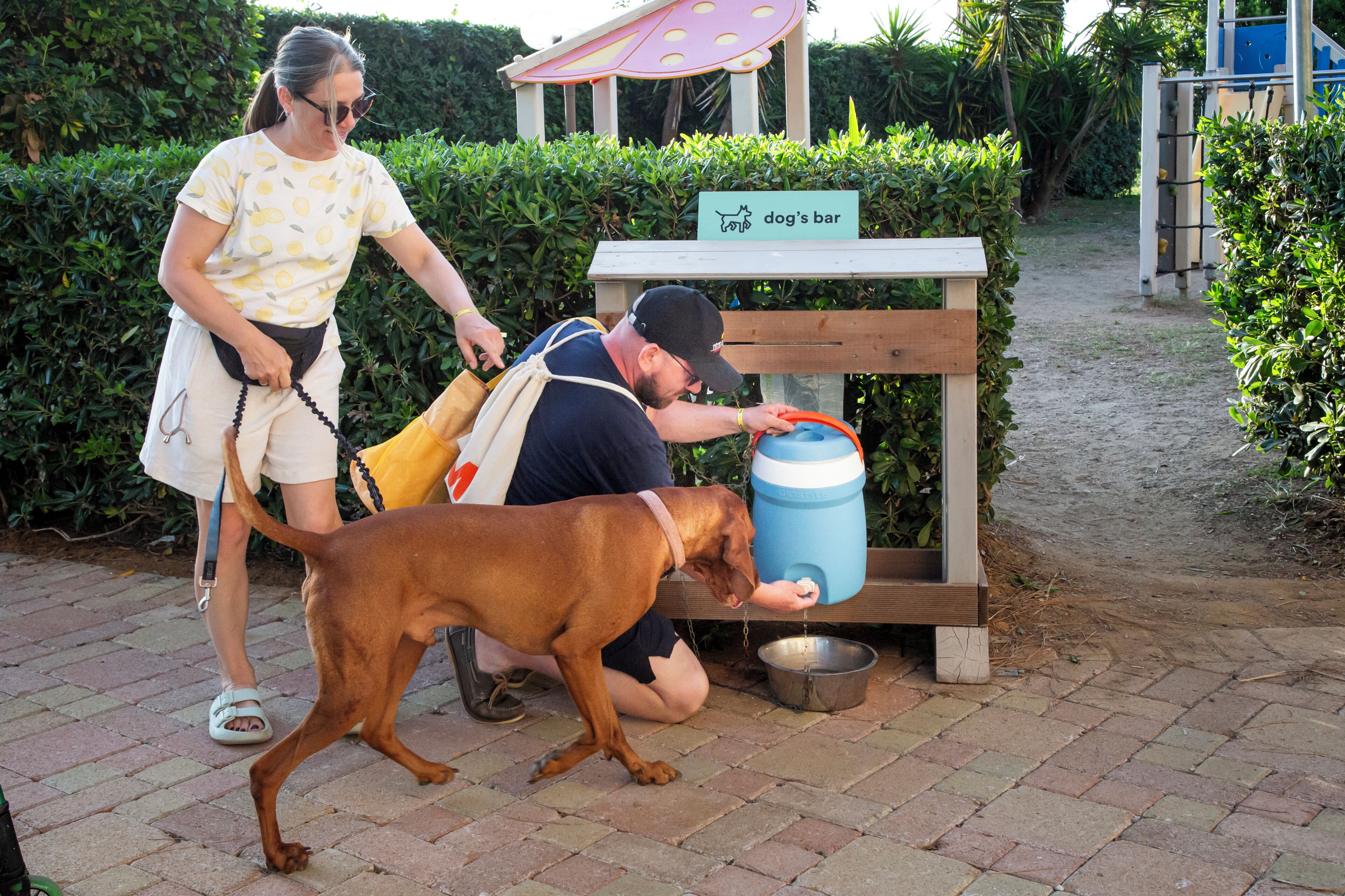 Un chien qui boit dans un distributeur d’eau bleu, une personne qui promène un chien et un panneau indiquant l’emplacement d’un bar pour chiens.