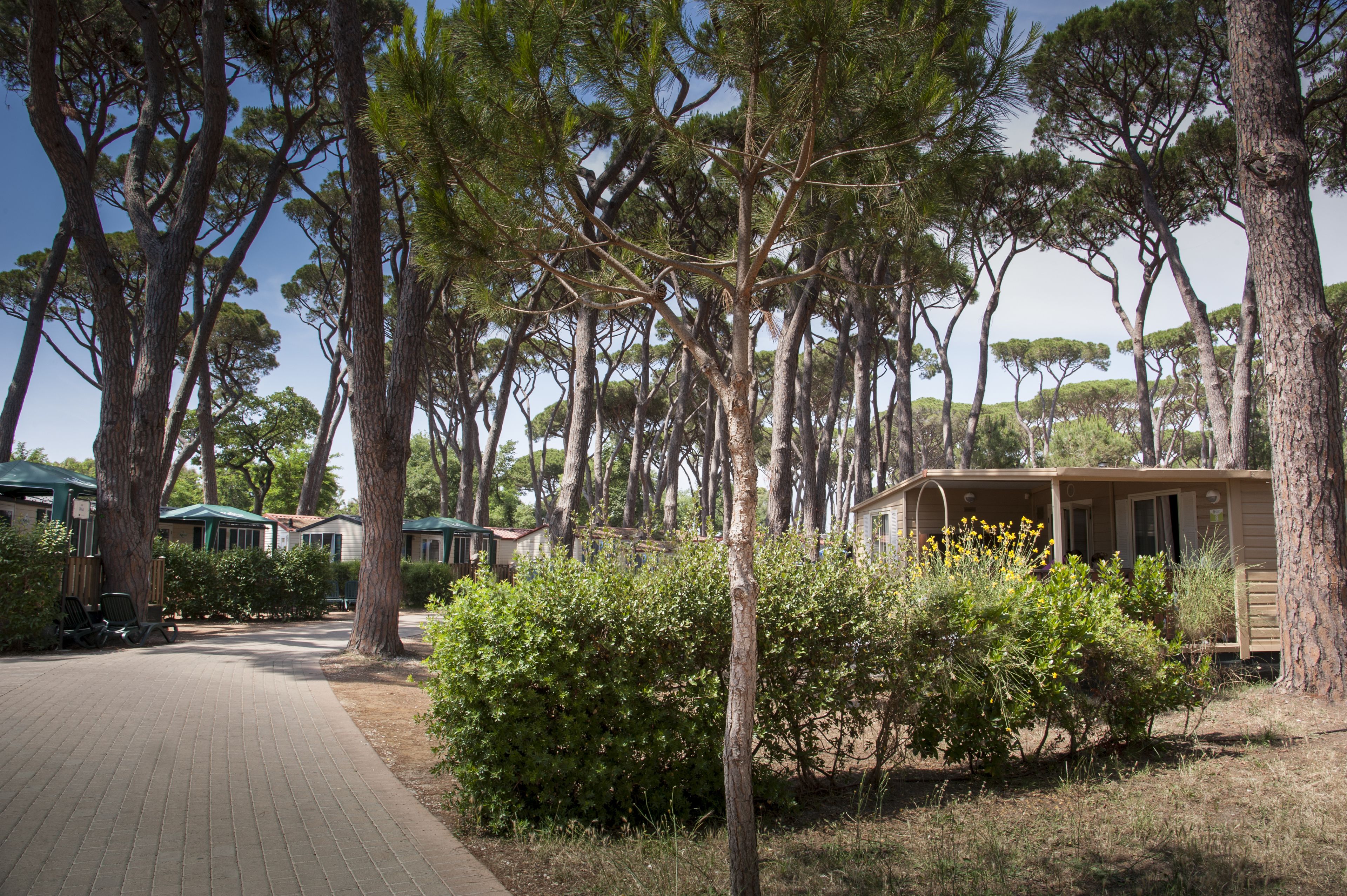 A row of cabins with a paved walkway and dense trees.