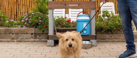 A dog standing on a paved area with a sign labeled "dog's bar" above it, a blue water container, and a person holding a leash.
