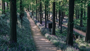 Un sentier en bois, bordé de grands arbres et de fleurs violettes, qui mène à une zone boisée.