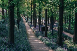 Un sendero de madera bordeado por árboles altos y flores moradas, que se adentra en una zona boscosa.