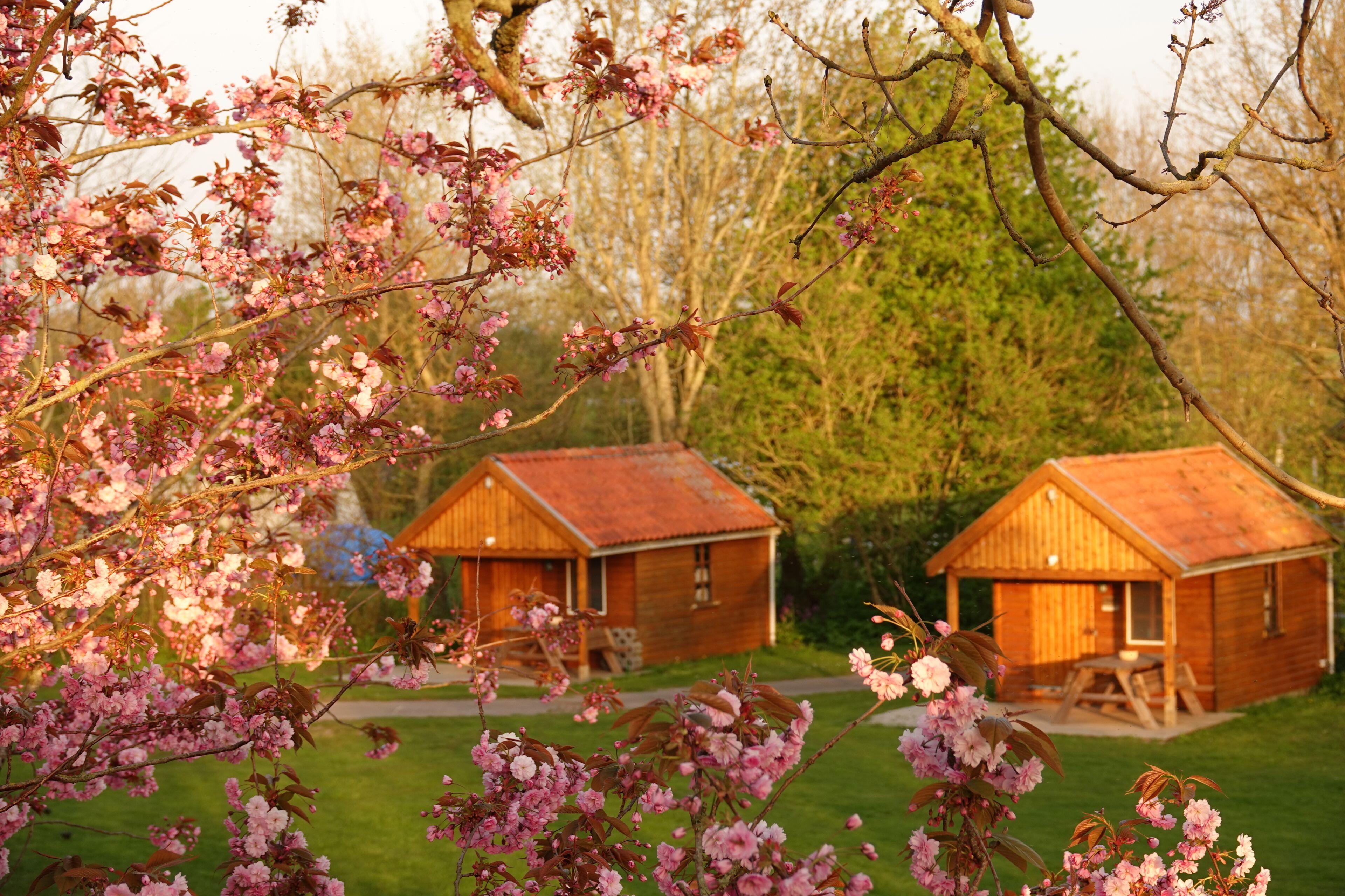 Chalet (4 persons) | Terrace/patio