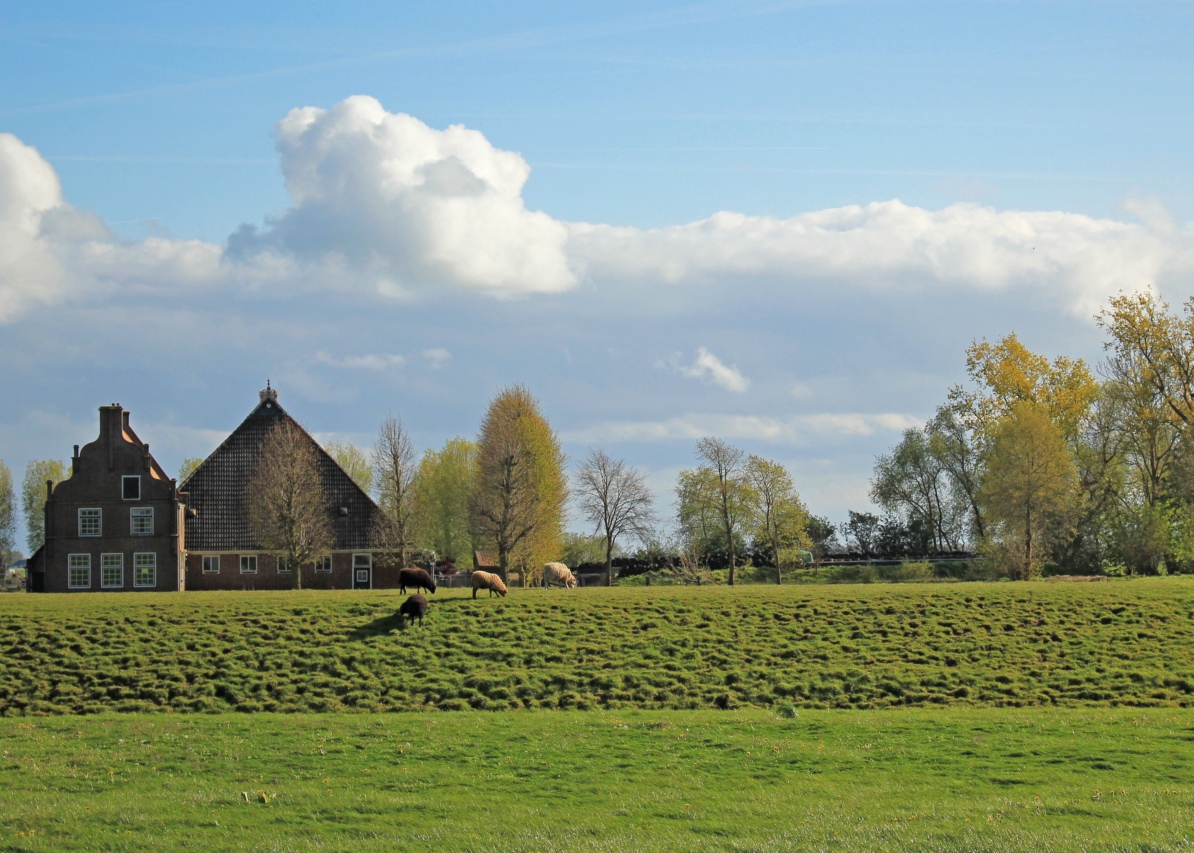 A rural landscape with a large barn and a house.