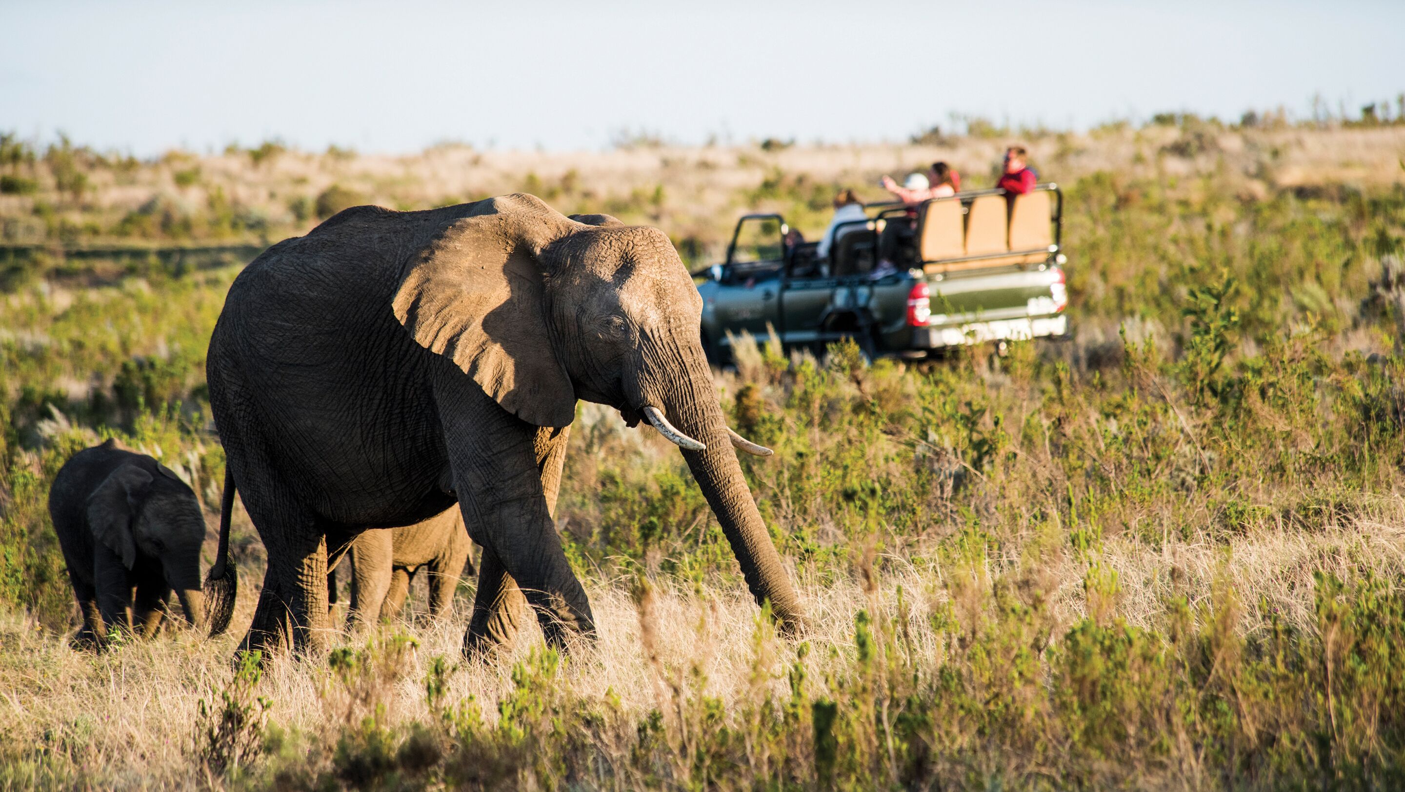 Un elefante y un bebé elefante en un campo de hierba, con un vehículo de safari al fondo.