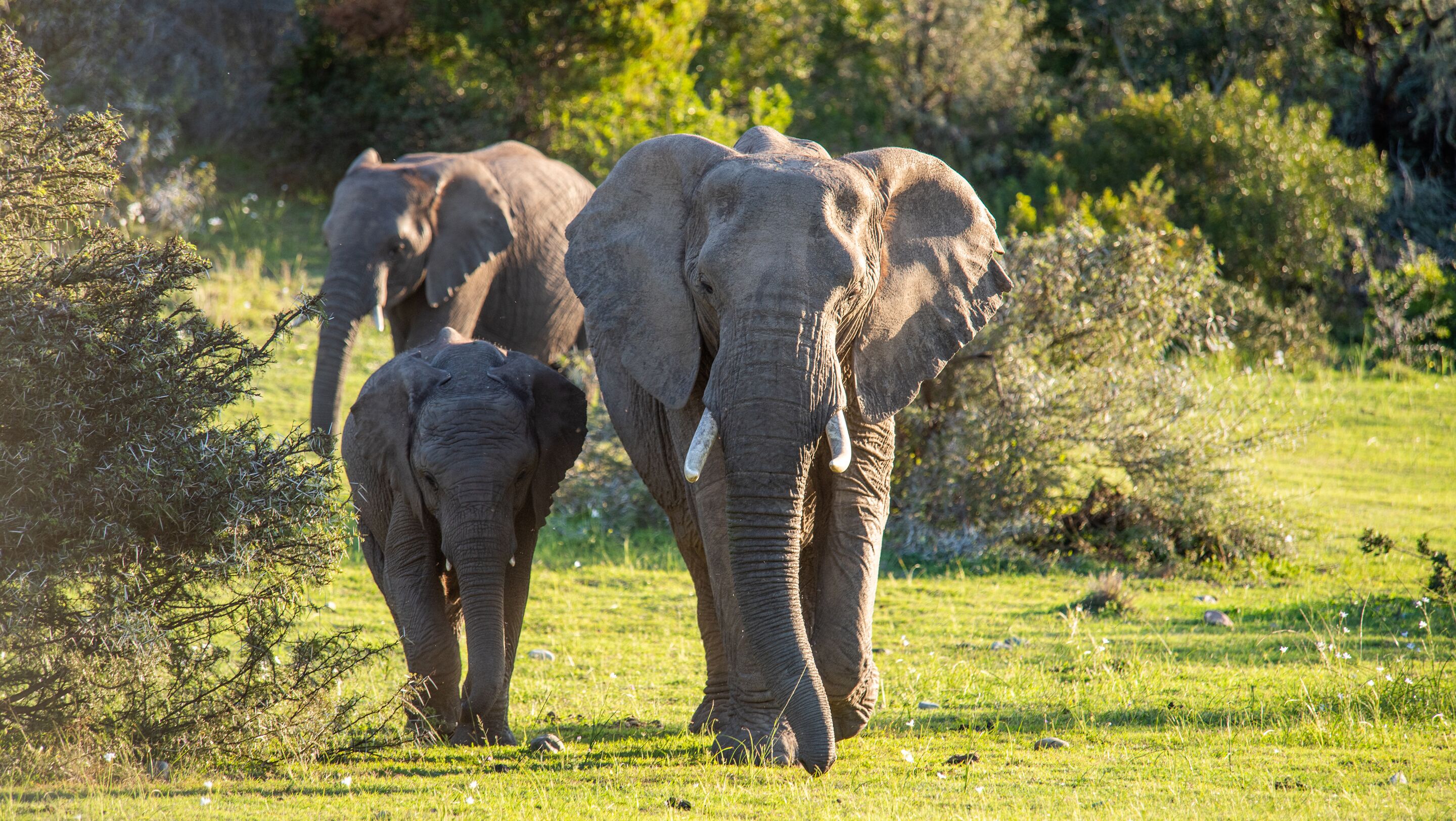 A grassy field with two elephants and some bushes.