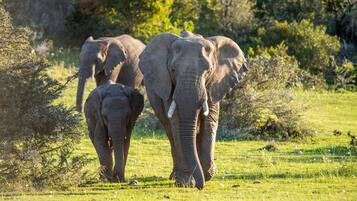 A grassy field with two elephants and some bushes.