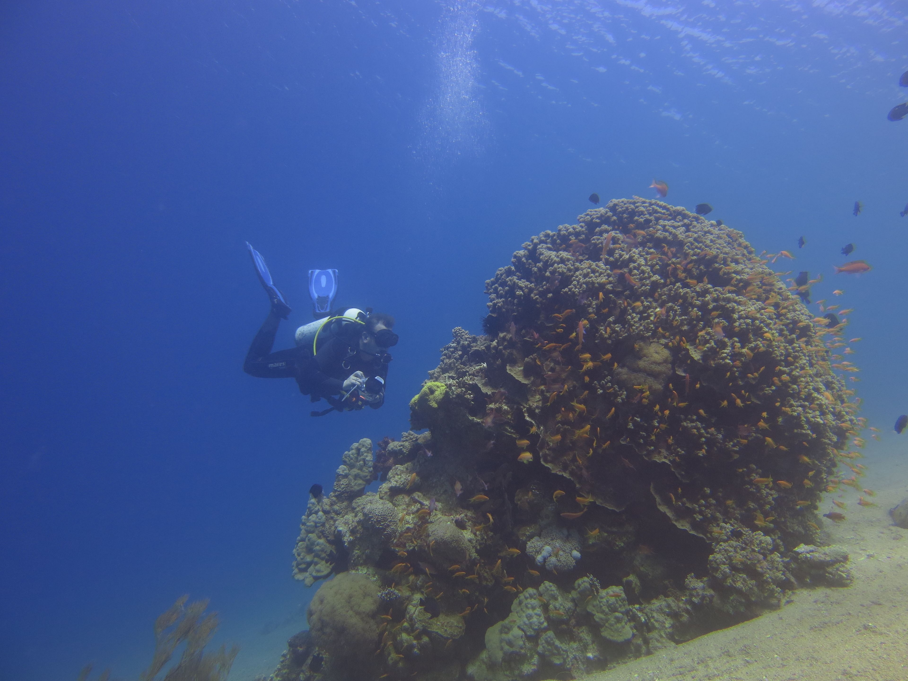 Foto - Red Sea Dive Center
