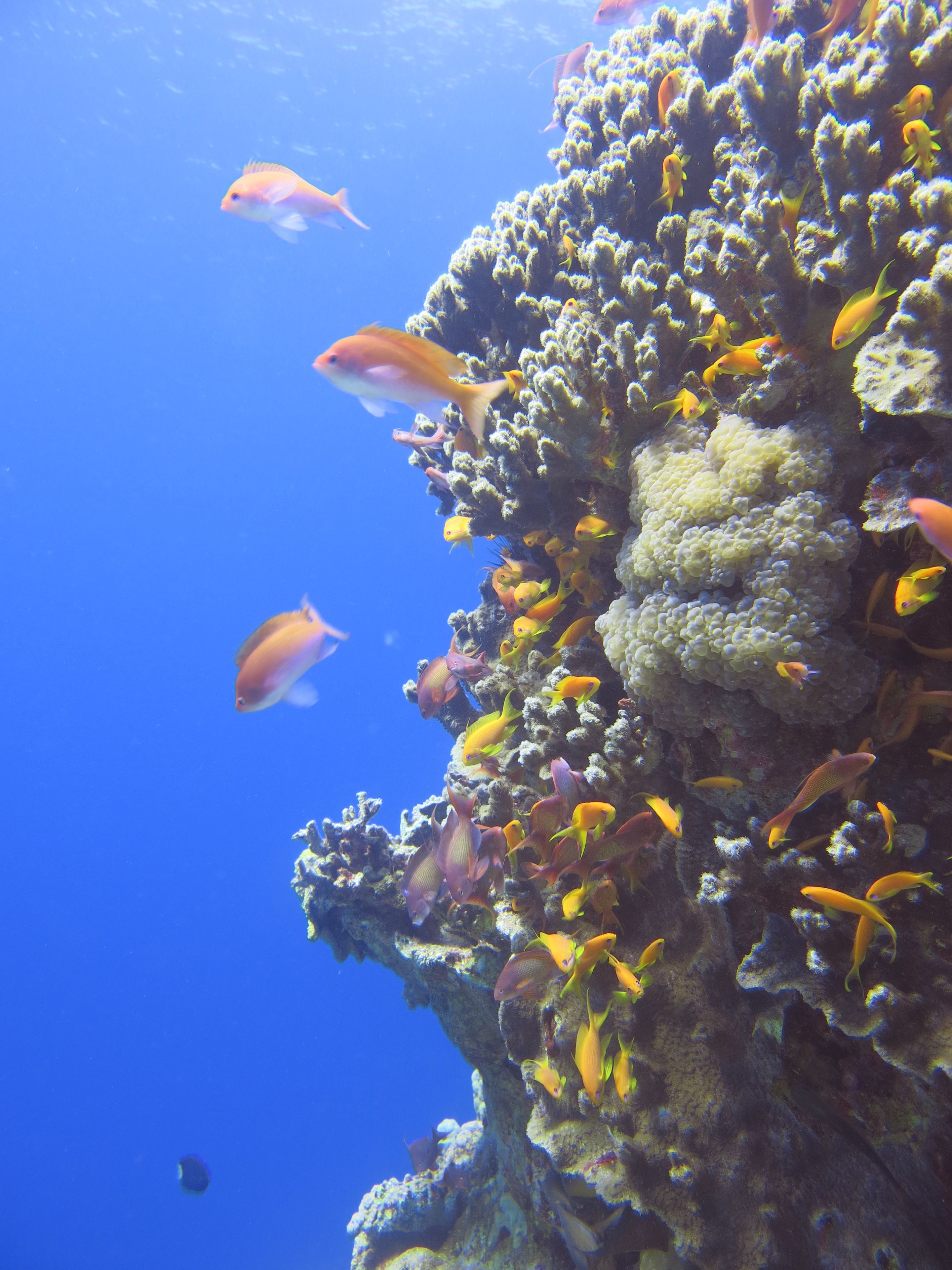 Foto - Red Sea Dive Center