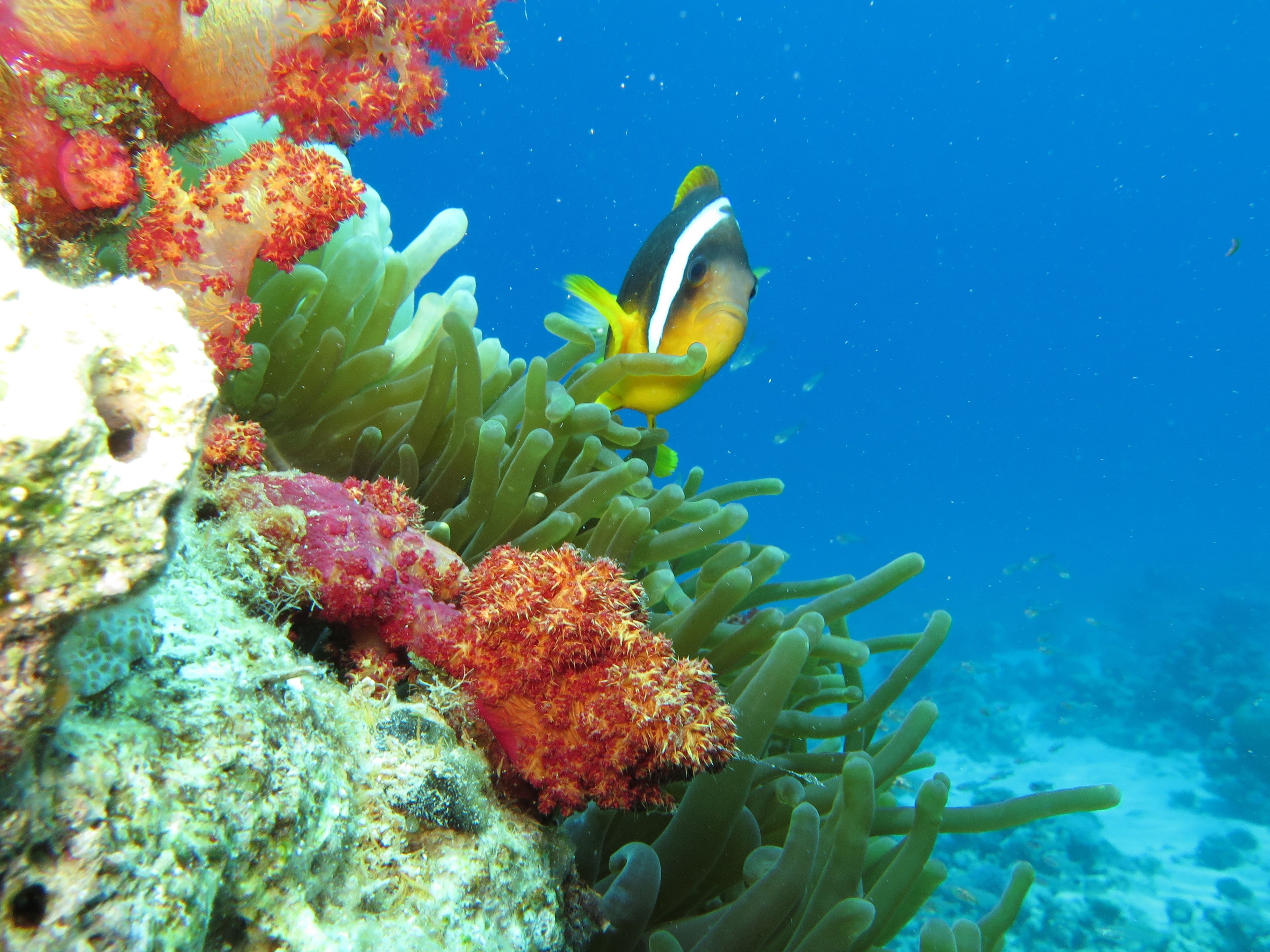 Foto - Red Sea Dive Center