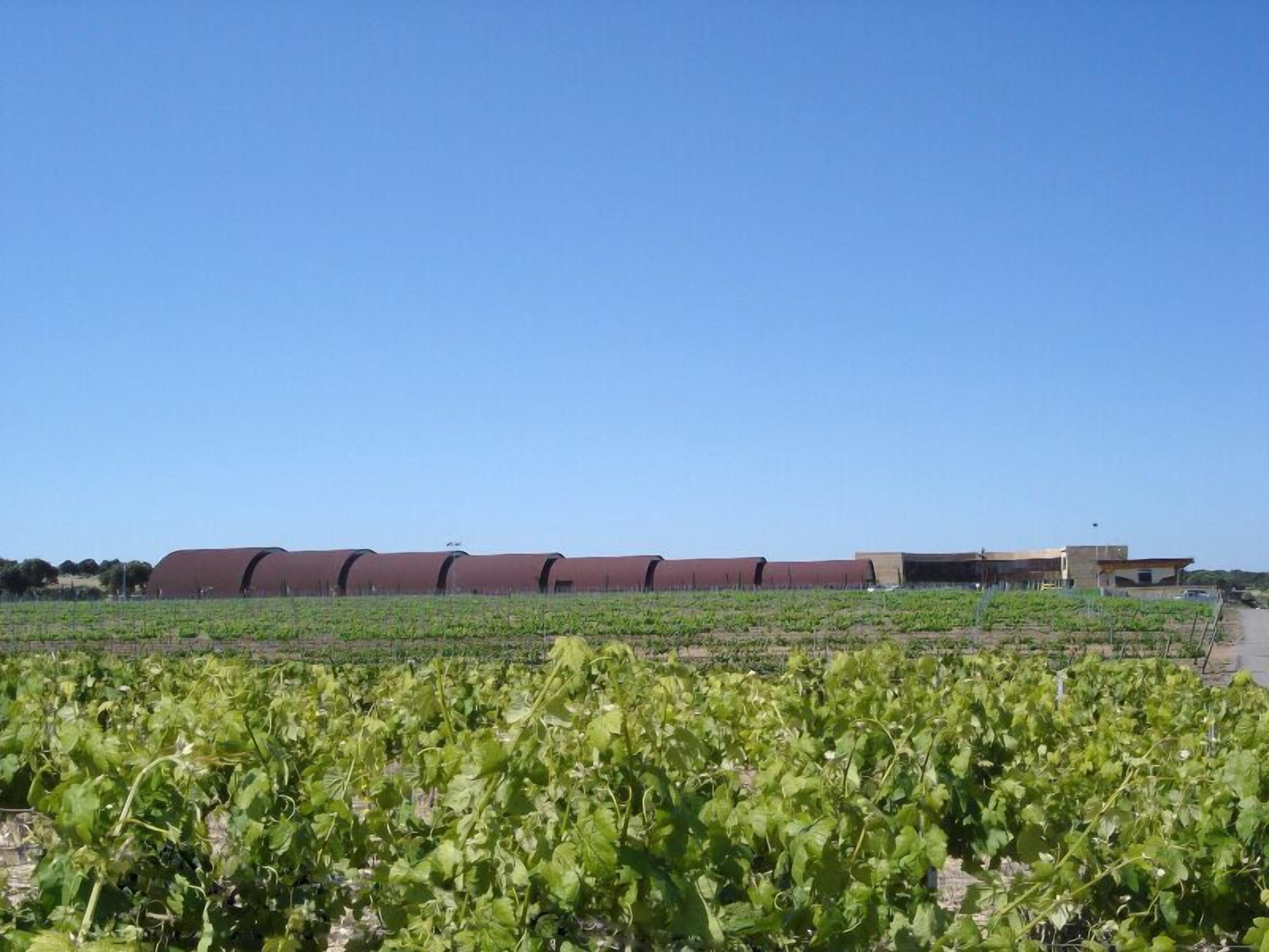 Viñedo con hileras de vides y un edificio grande al fondo.