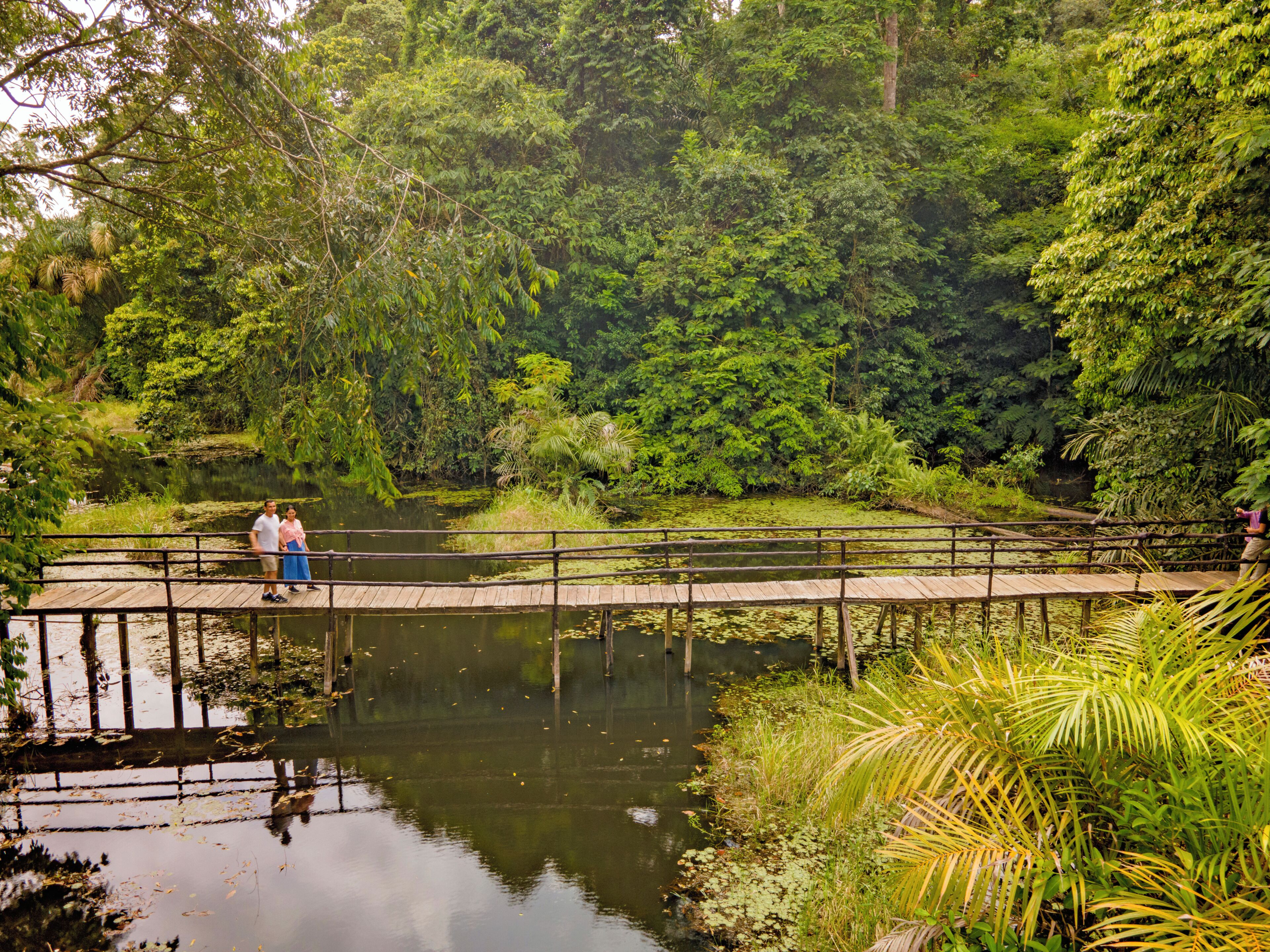 A wooden bridge over a pond surrounded by dense greenery.