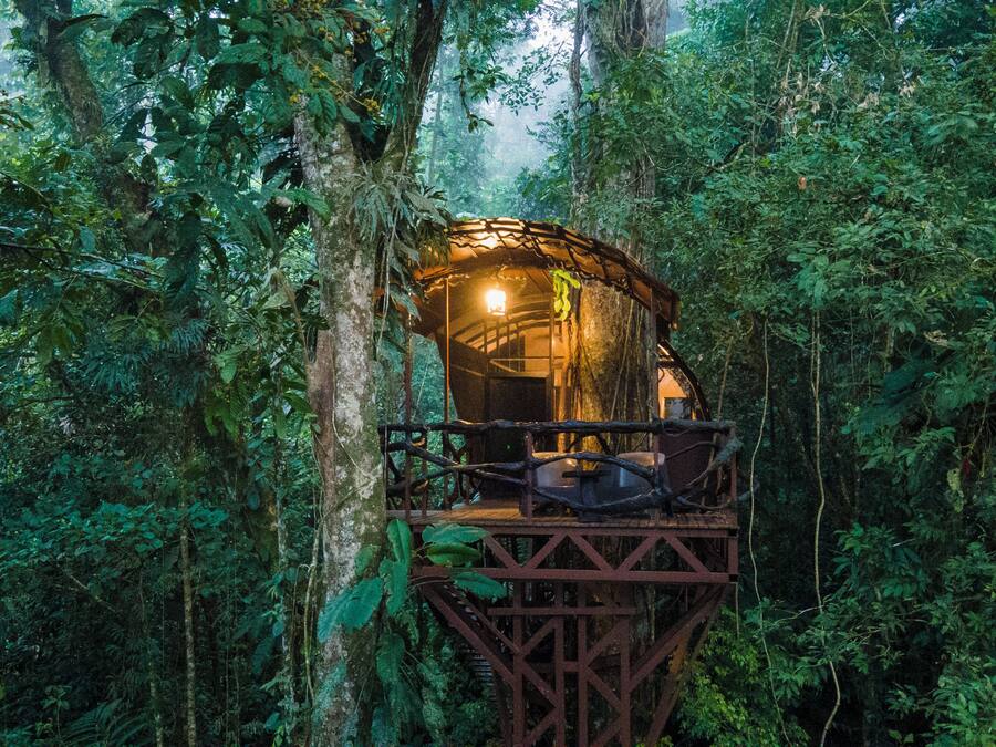 A treehouse with a wooden platform and a glass enclosure, surrounded by dense forest.