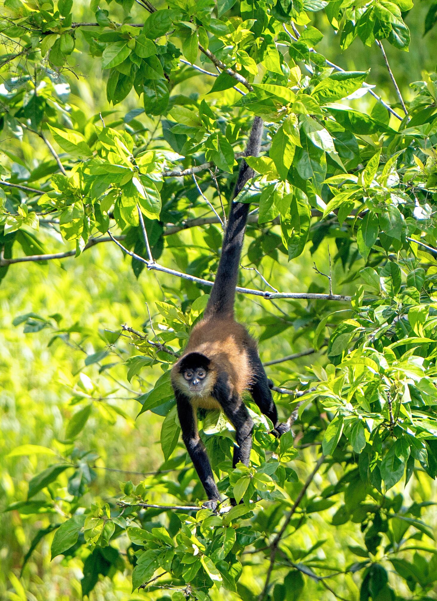 Un singe suspendu à une branche d’arbre, au milieu d’un feuillage dense.
