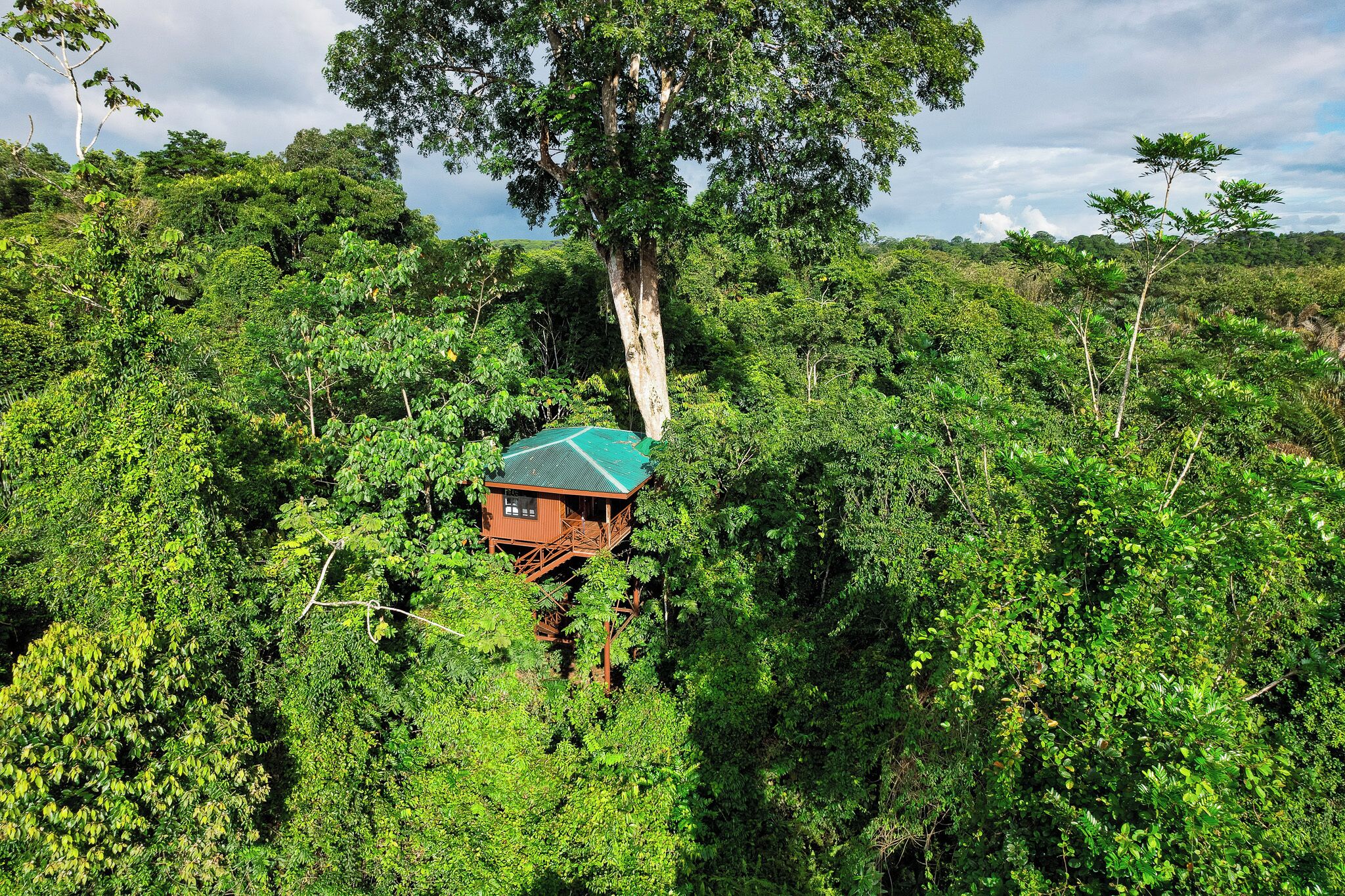 A treehouse with a green roof, surrounded by dense forest.