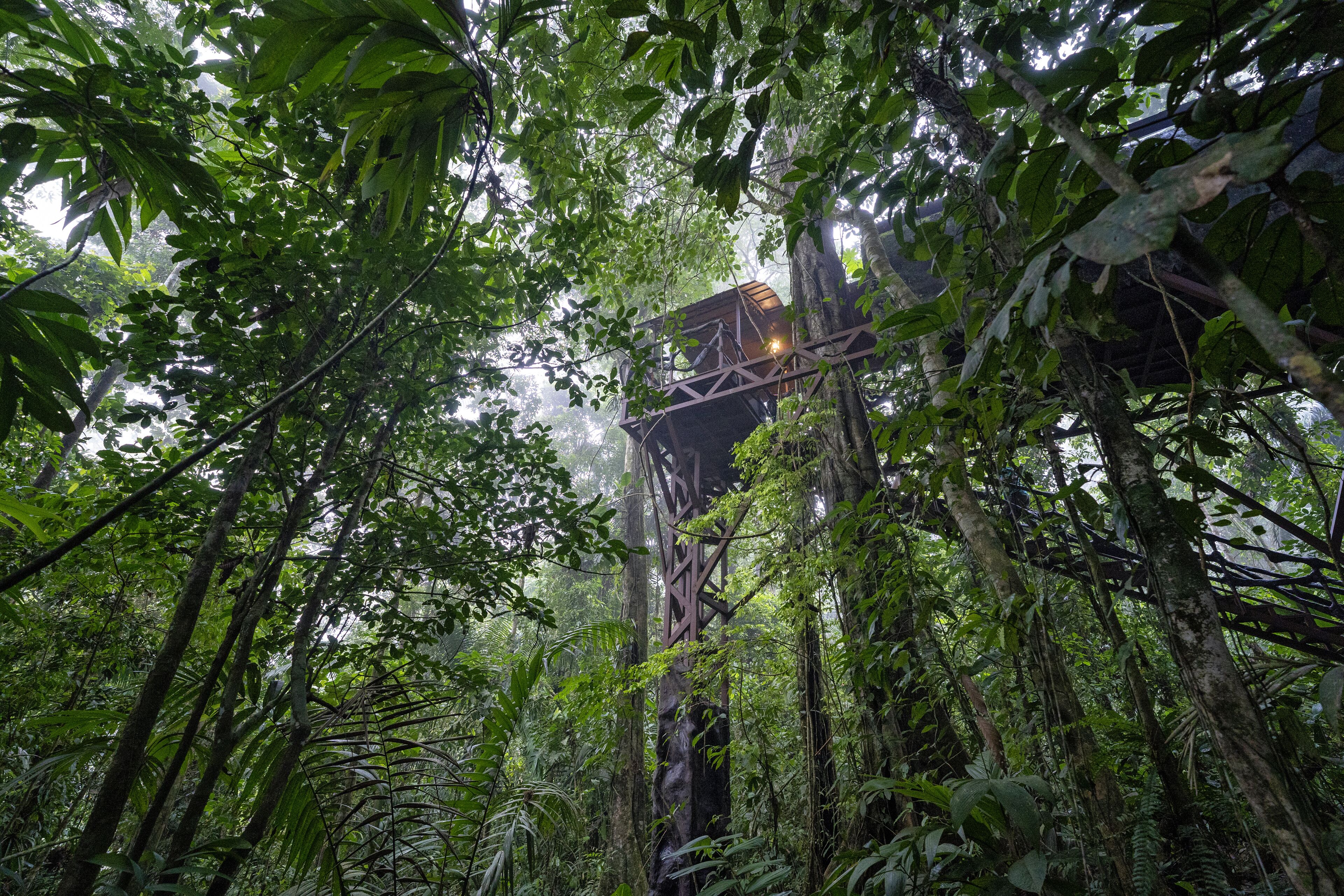 tree house, 2 queen beds, mountain view | view from room
