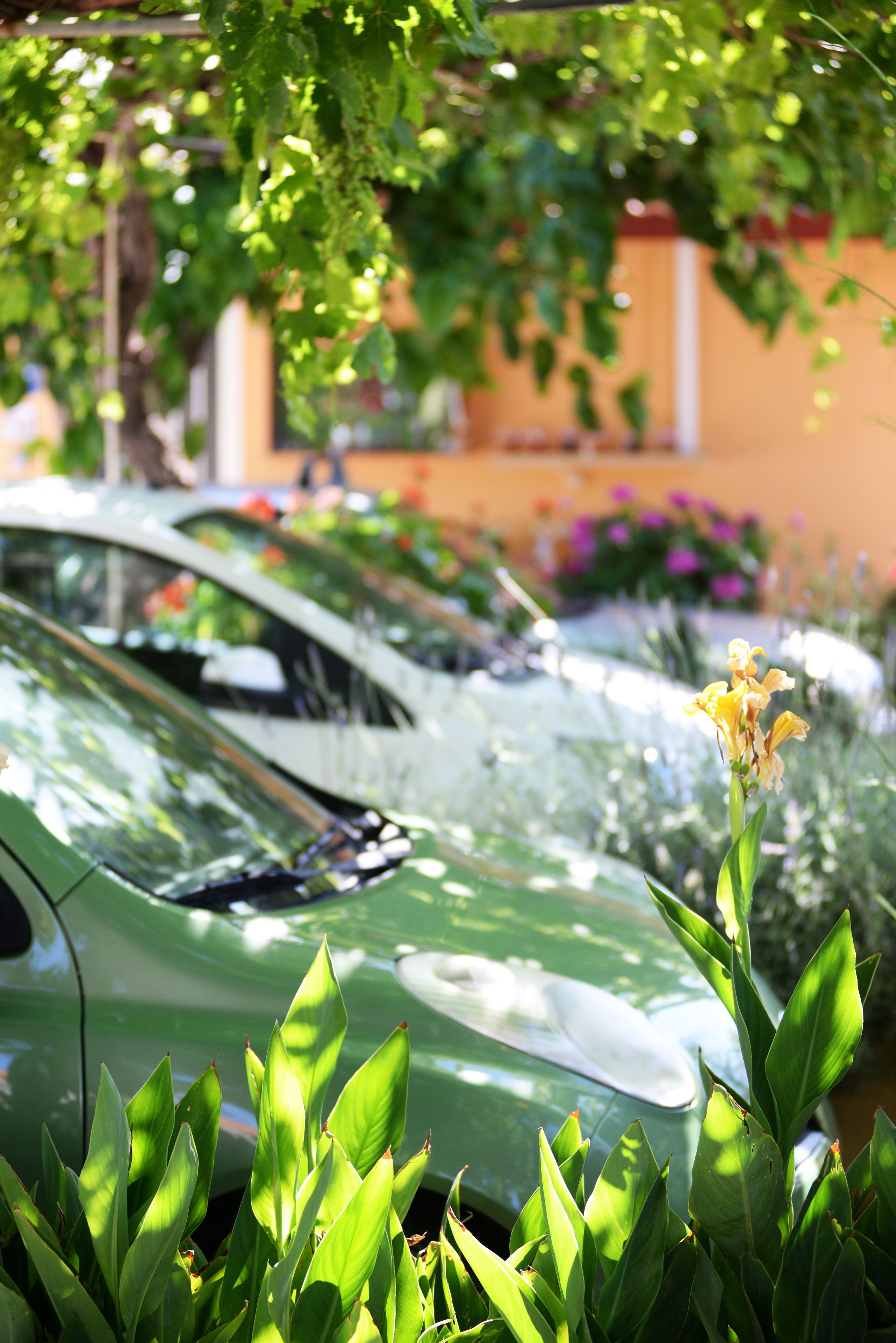 Un coche verde aparcado en un jardín, con una flor amarilla en primer plano.