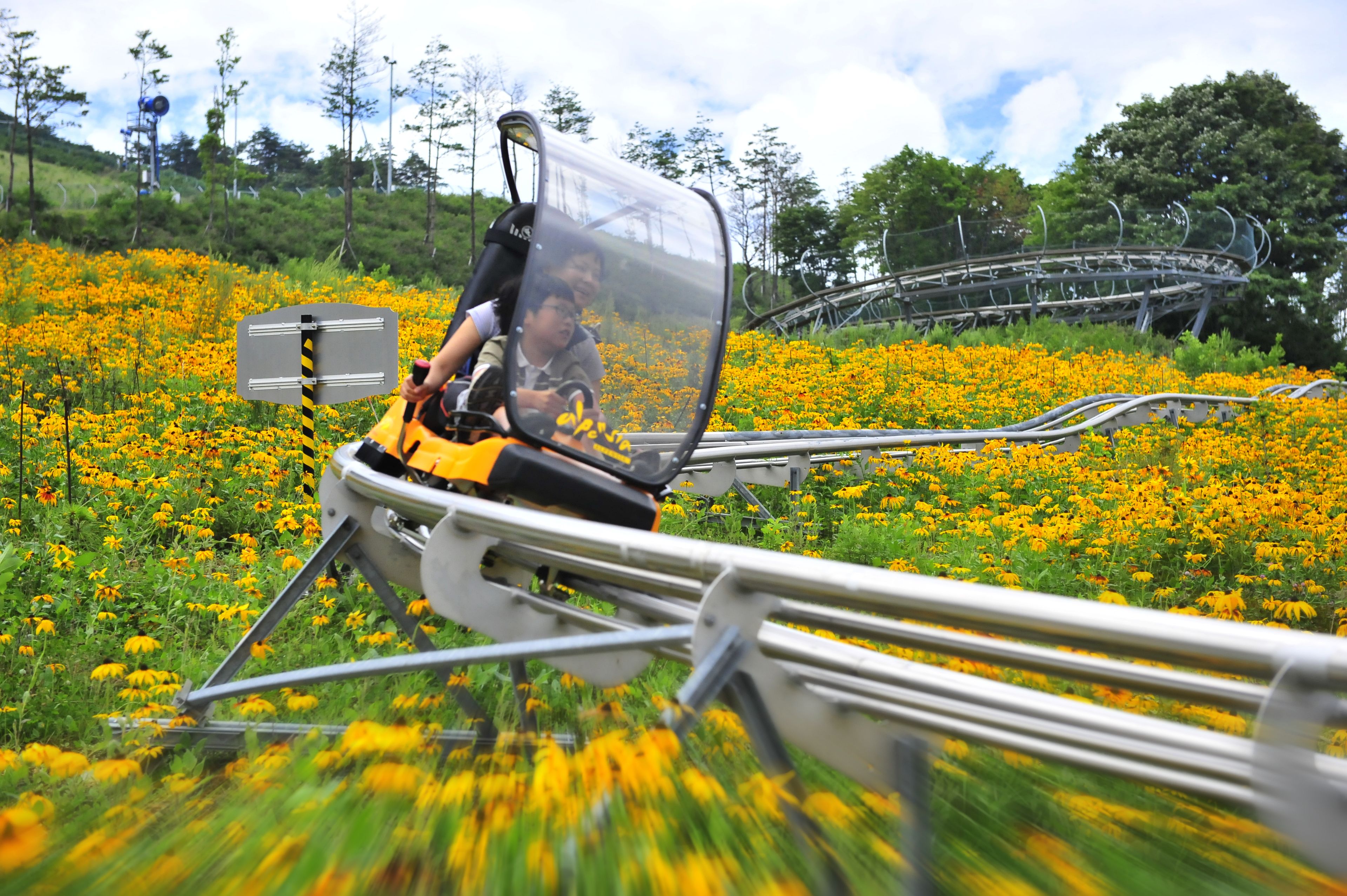 A vehicle with a transparent canopy and a person inside, moving through a field of yellow flowers.